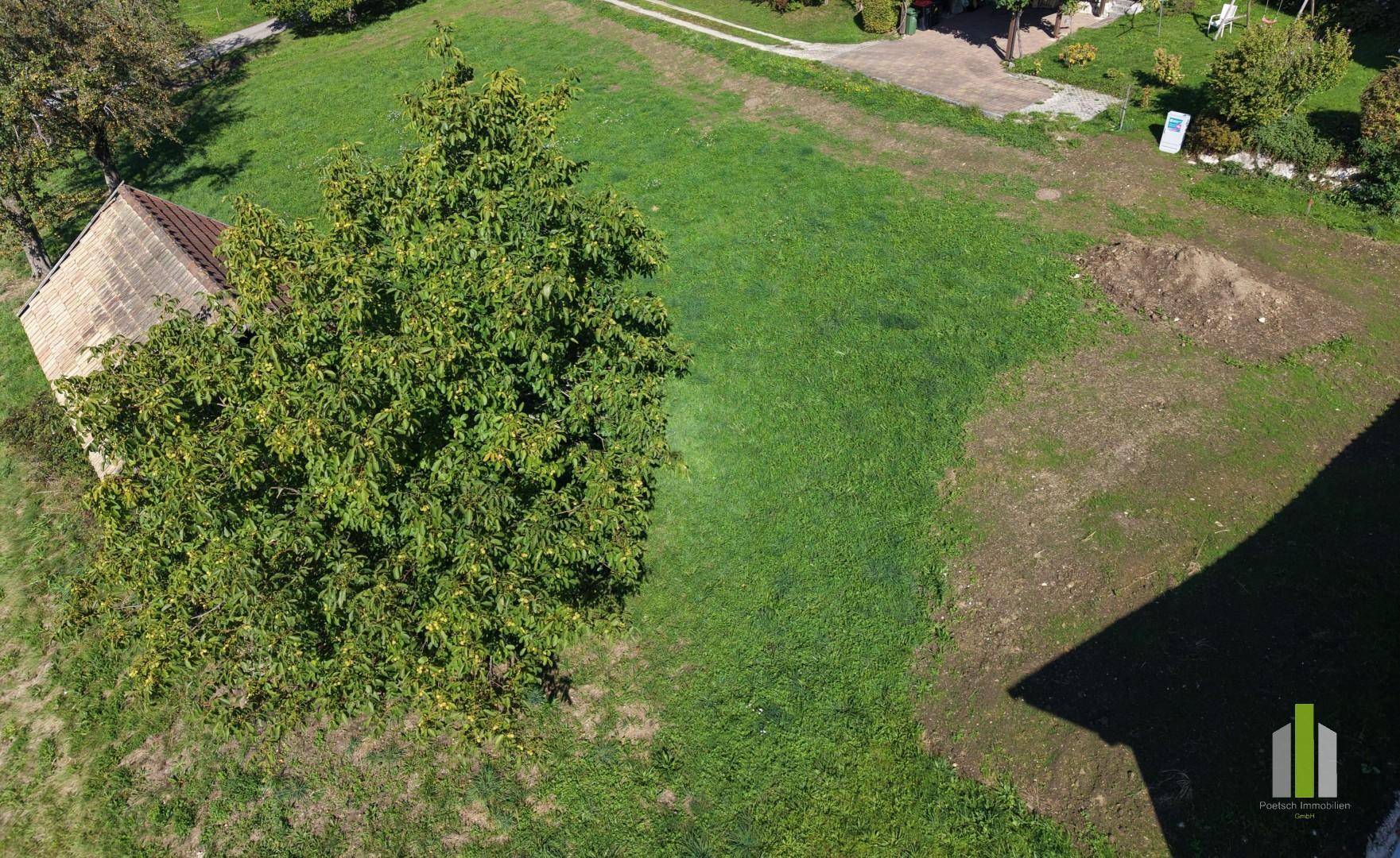 Luftaufnahme einer weitläufigen grünen Fläche mit großem Baum und kleinem Gebäude.