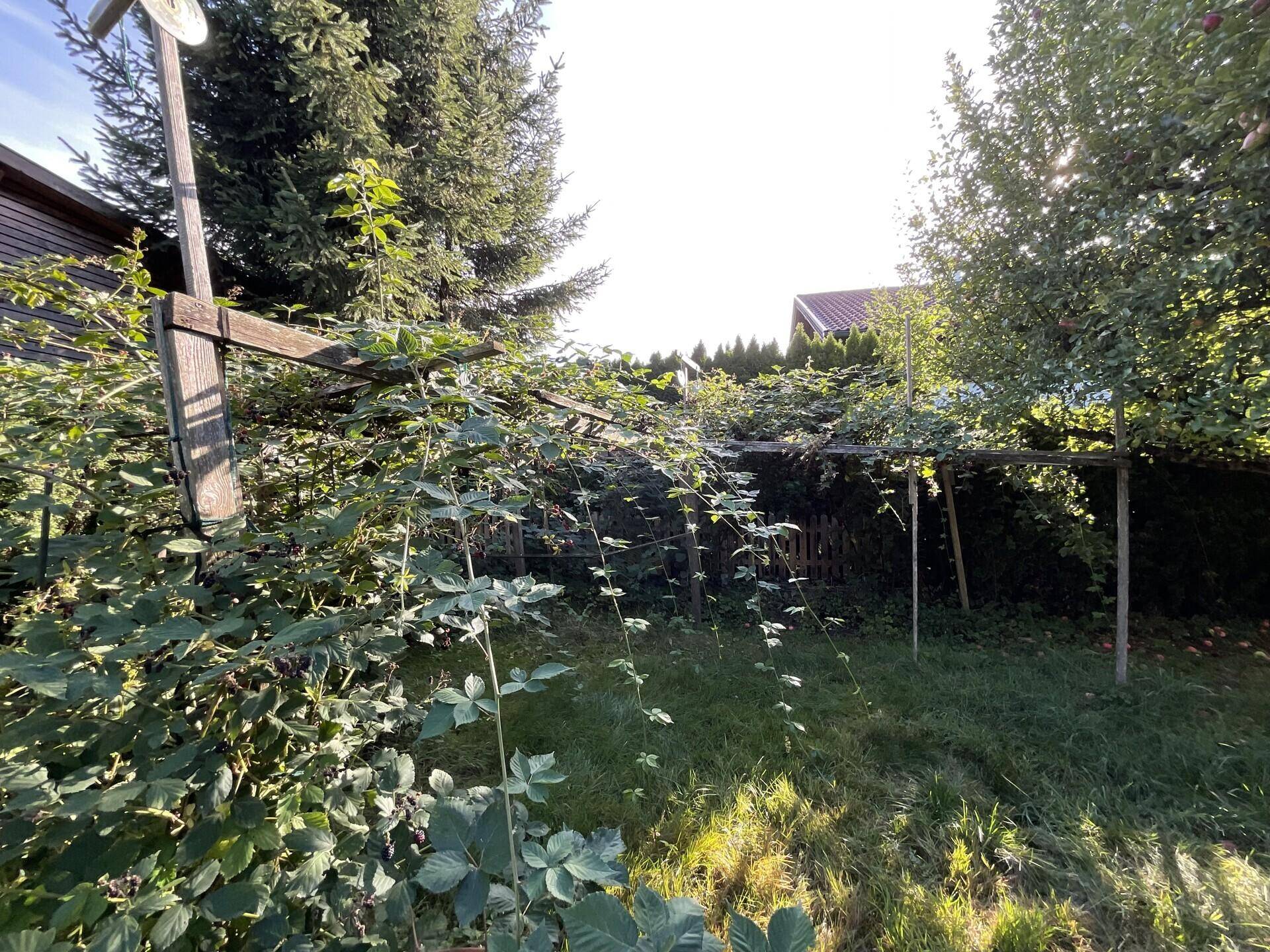Brombeerstauden
