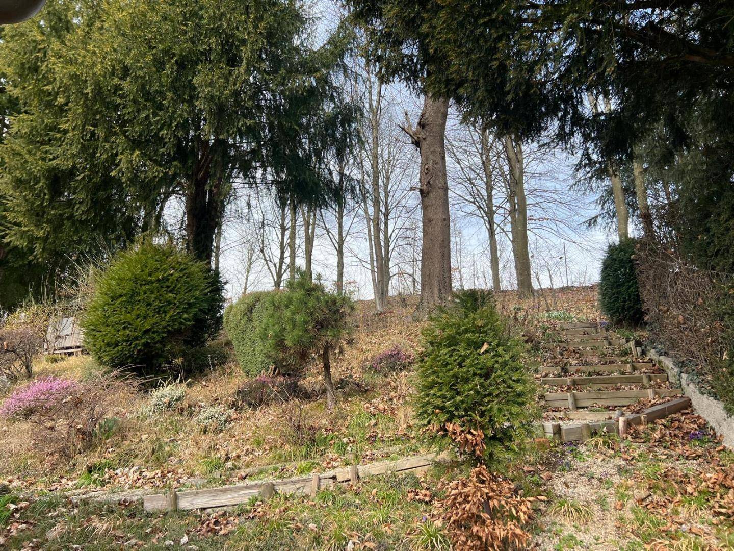 Naturbelassener Hanggarten mit alten Bäumen, Holzstufen und ersten Frühlingsblühern.