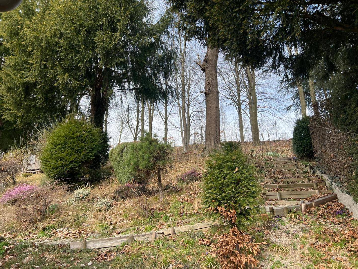 Naturbelassener Gartenbereich mit altem Baumbestand und einer Holztreppe im Hang.
