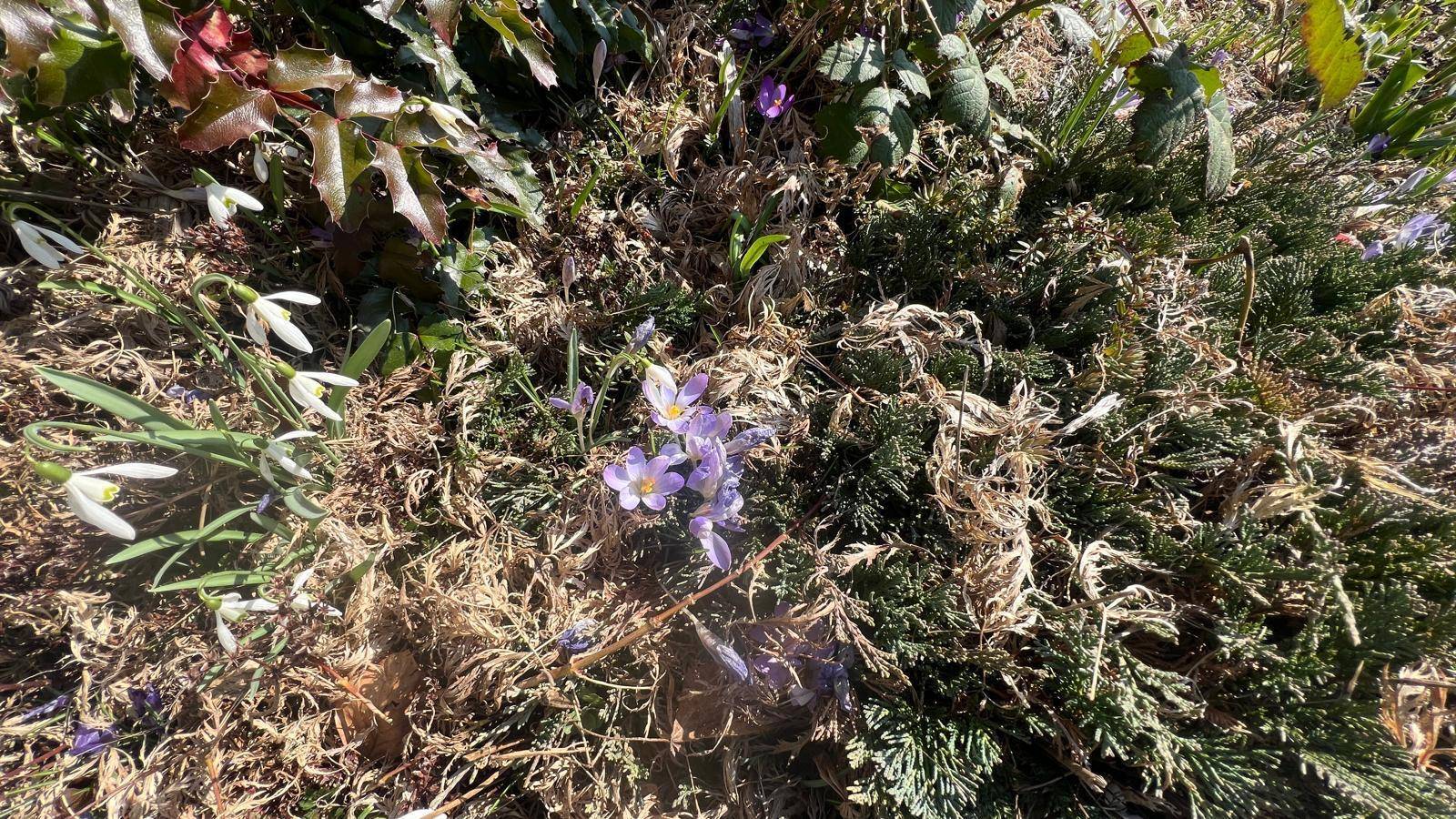 Nahaufnahme von Krokussen und Schneeglöckchen, die zwischen trockenem Laub im Garten blühen.