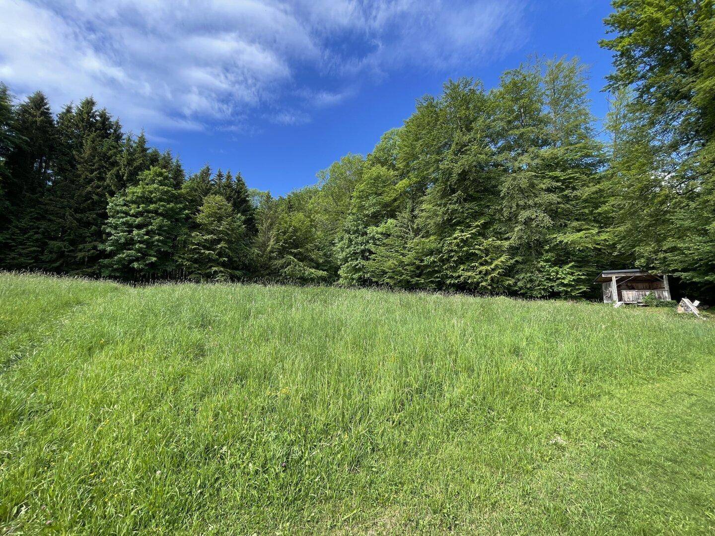 Ausgedehnte grüne Wiese mit Waldrand und einem kleinen Holzschuppen unter strahlend blauem Himmel.