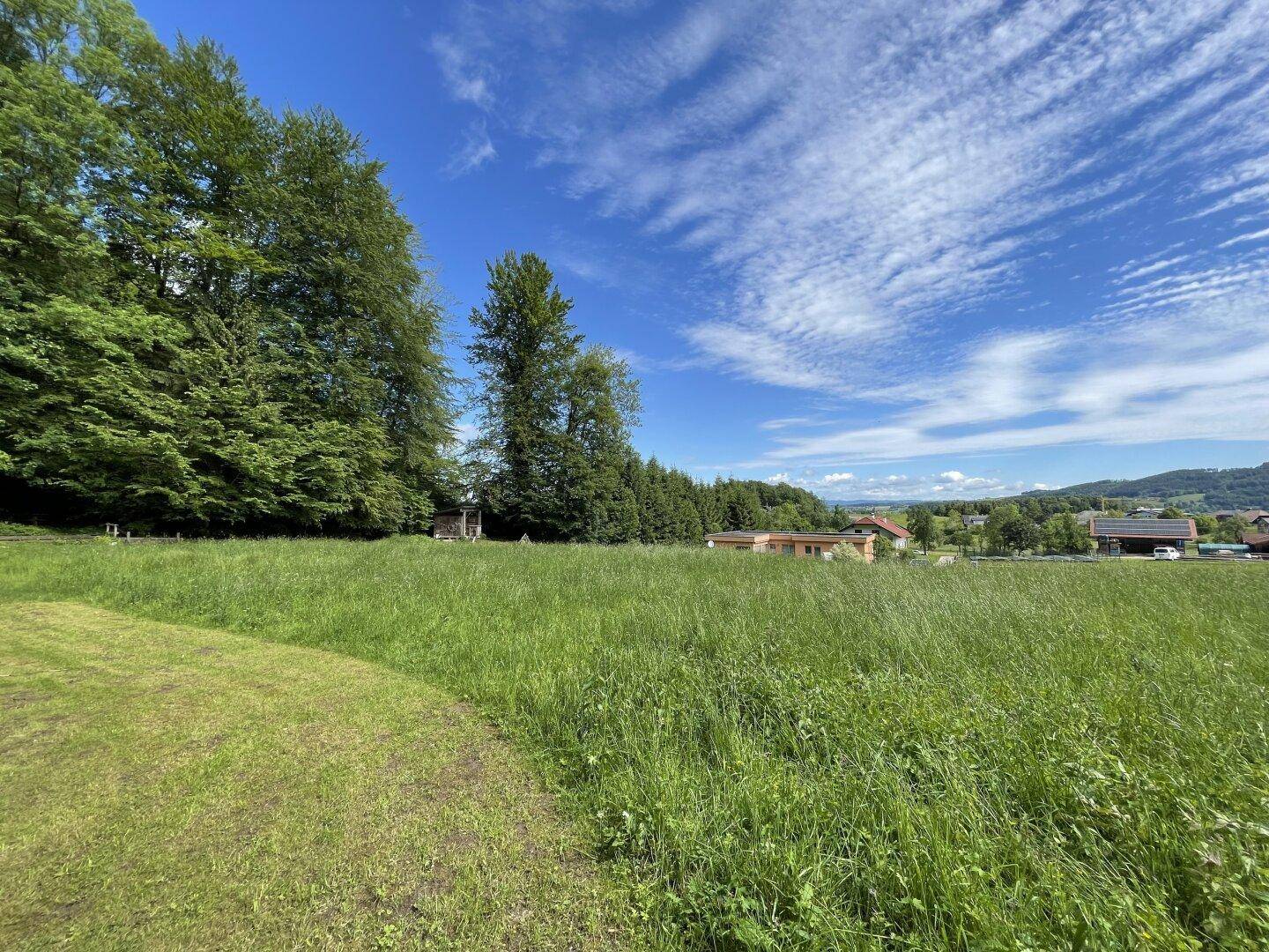 Grüne Wiesenlandschaft mit Blick auf den Waldrand und einige Häuser in der Ferne unter blauem Himmel.