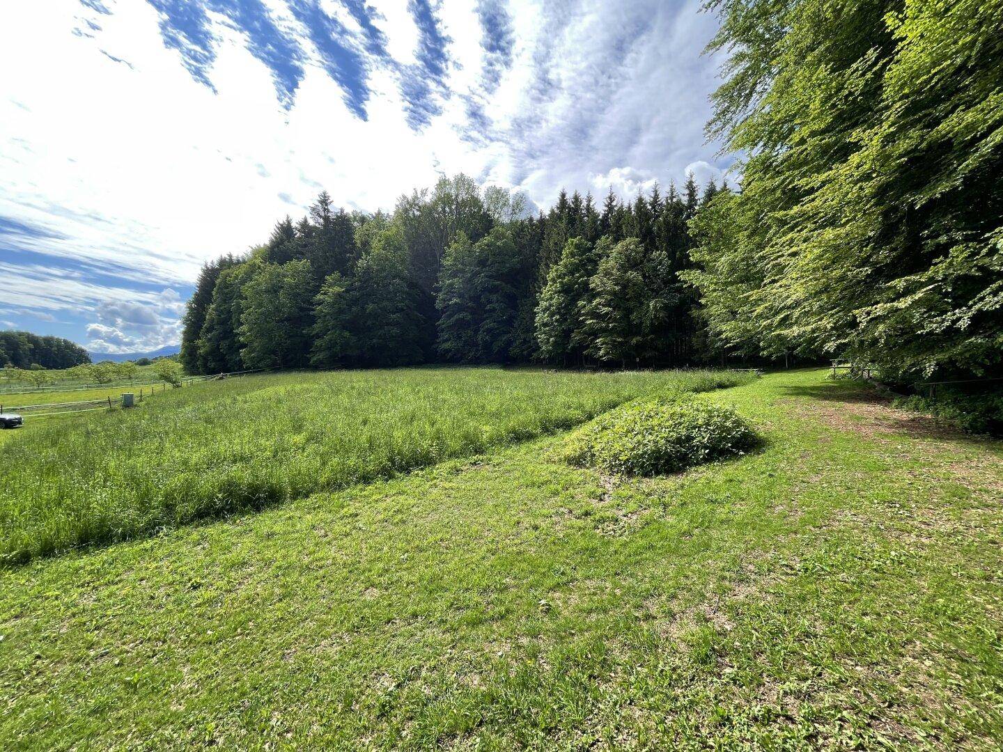 Weitläufige grüne Wiese mit Blick auf den Waldrand und die offene Landschaft unter bewölktem Himmel.