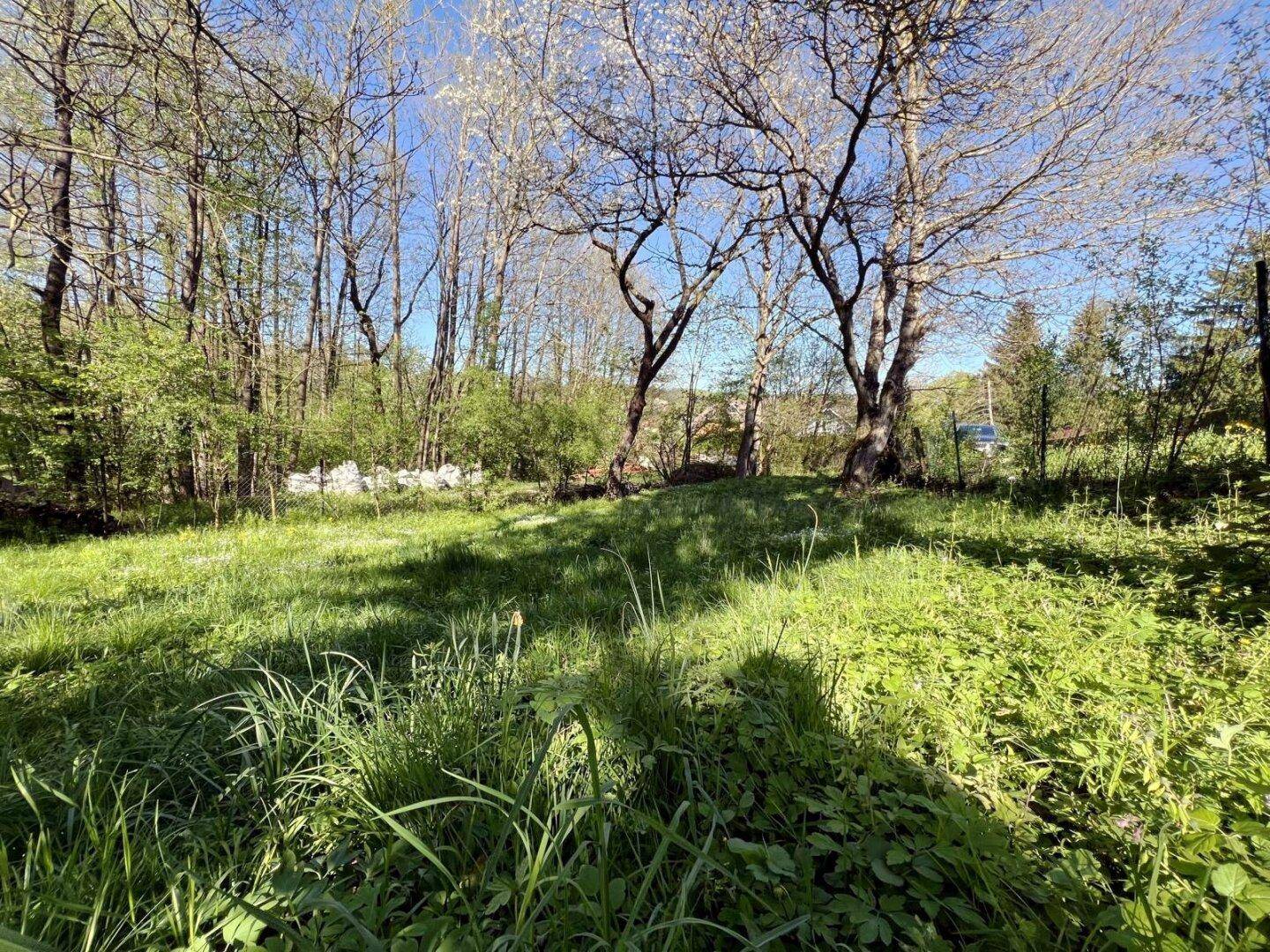 Naturbelassener Gartenbereich mit hohem Gras und verschiedenen Bäumen, beleuchtet von der Sonne.