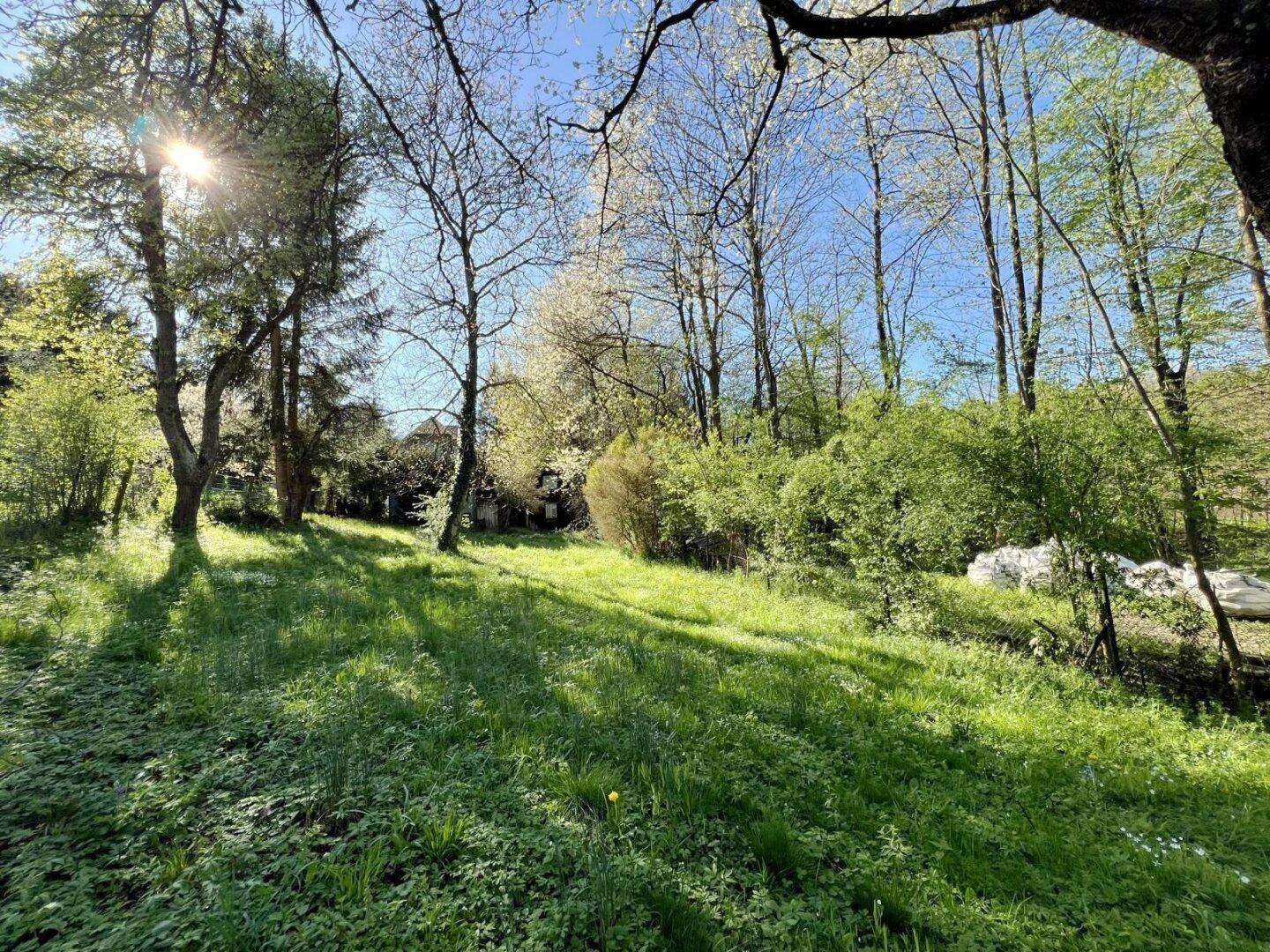 Heller Garten mit üppigem Grün und alten Bäumen, die Schatten auf die Wiese werfen.
