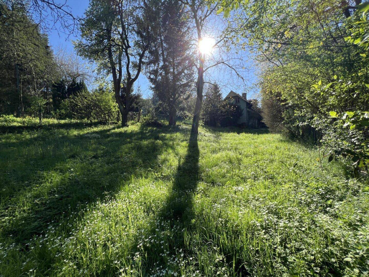 Weitläufiger Garten mit hohem Gras und Bäumen, im Hintergrund ist ein Haus zu erkennen.