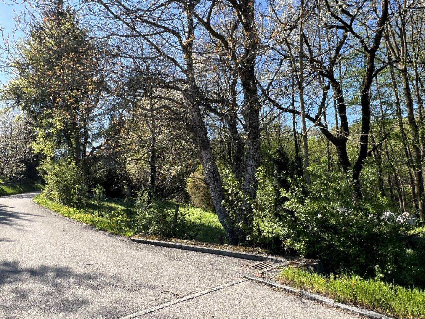 Asphaltierte Straße mit altem Baumbestand am Straßenrand und einem Blick ins Grüne.