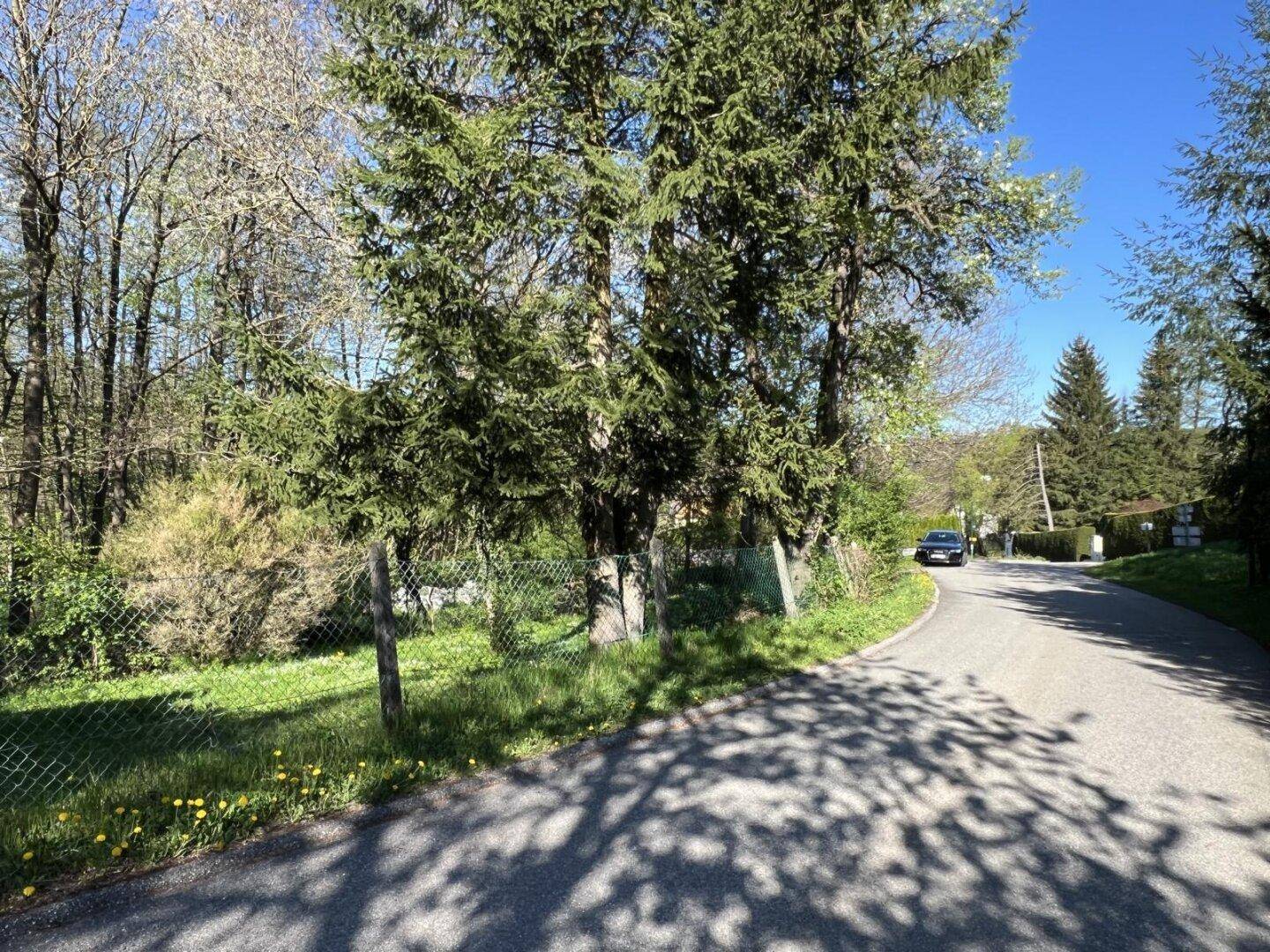 Ruhige Landstraße mit Bäumen und einem Zaun, der das Grundstück begrenzt, unter blauem Himmel.