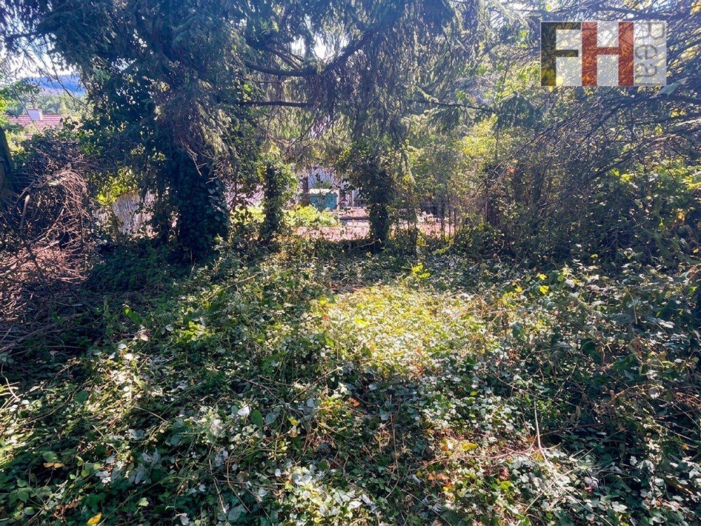 Dicht bewachsener Gartenbereich mit viel Grün und Sonnenlicht, das durch die Bäume fällt.