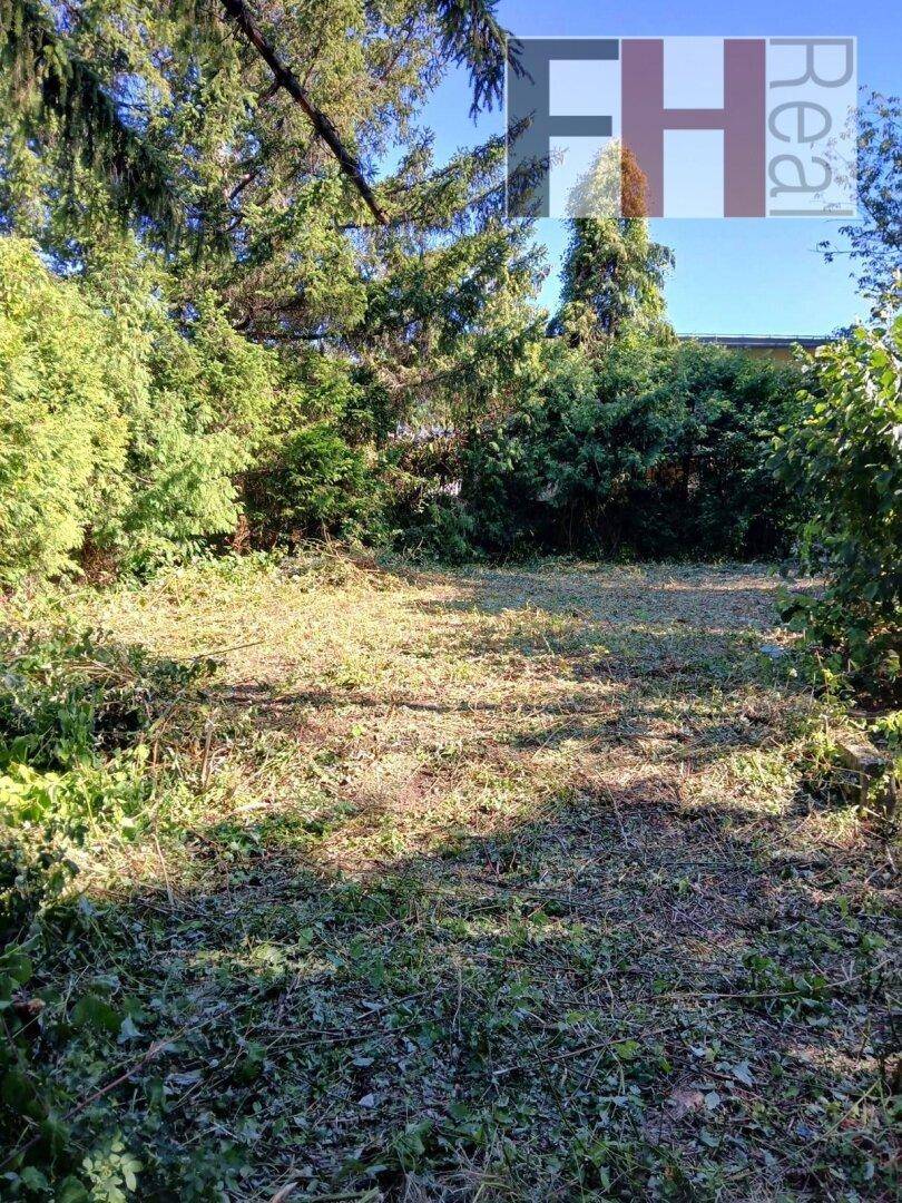 Freie Fläche im Garten, umgeben von dichtem Bewuchs und hohen Nadelbäumen.