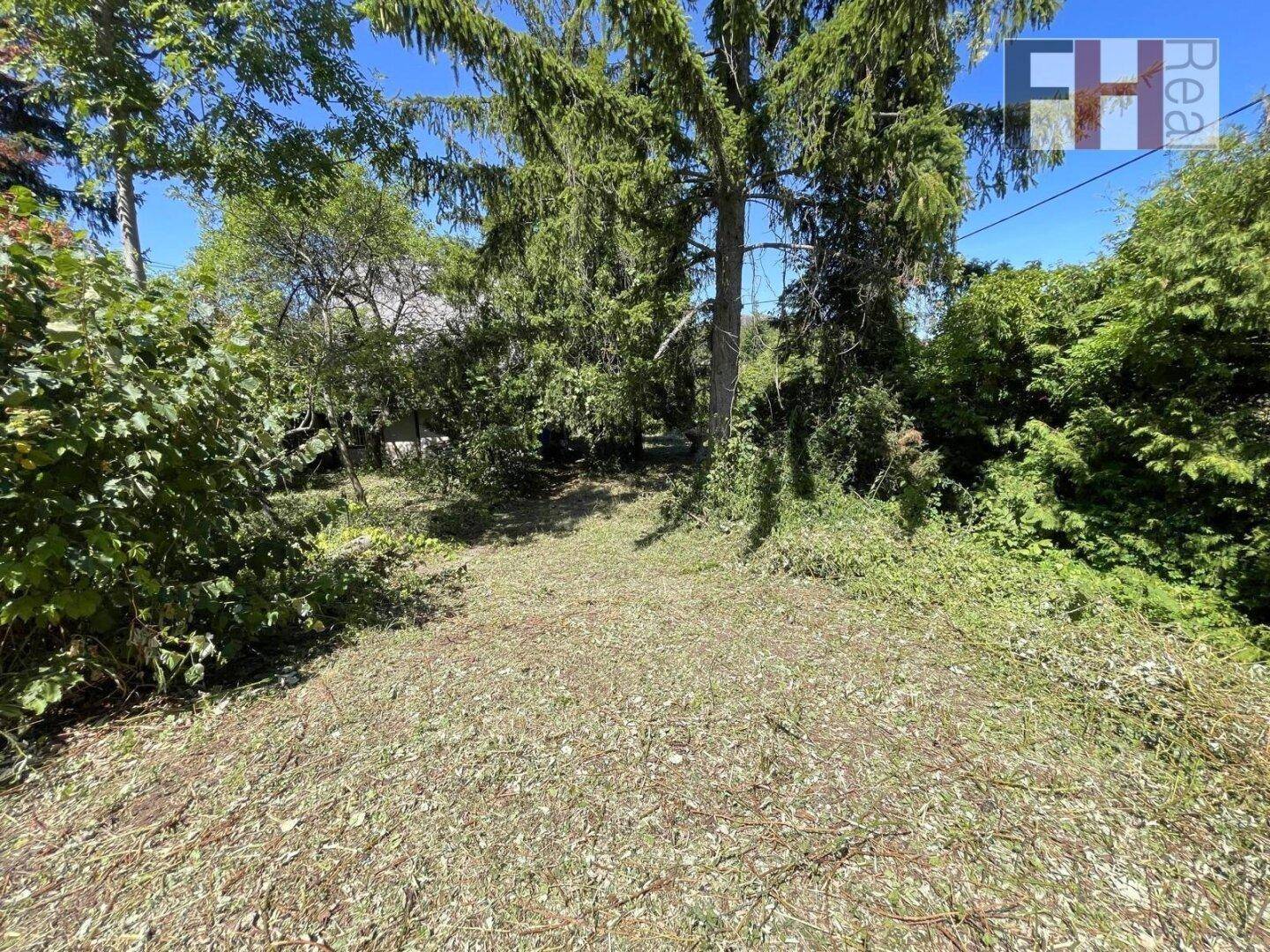 Lichtung im verwilderten Gartenbereich, umgeben von hohen Bäumen und Sträuchern.