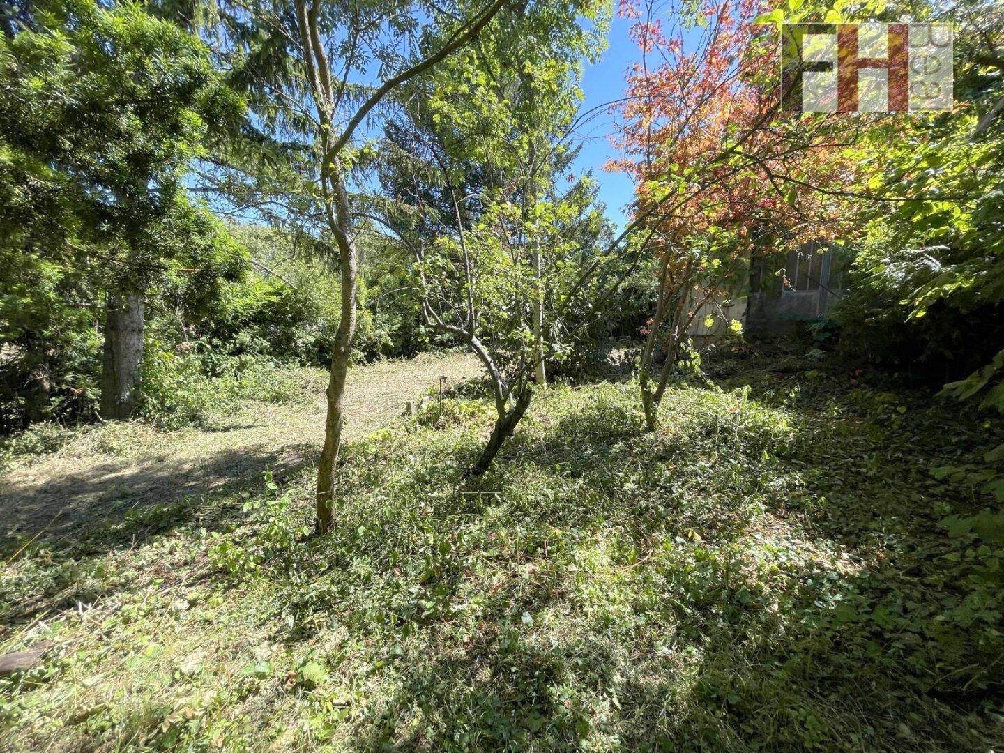Naturbelassener Garten mit jungen Bäumen und dichtem Grün unter strahlendem Sonnenschein.