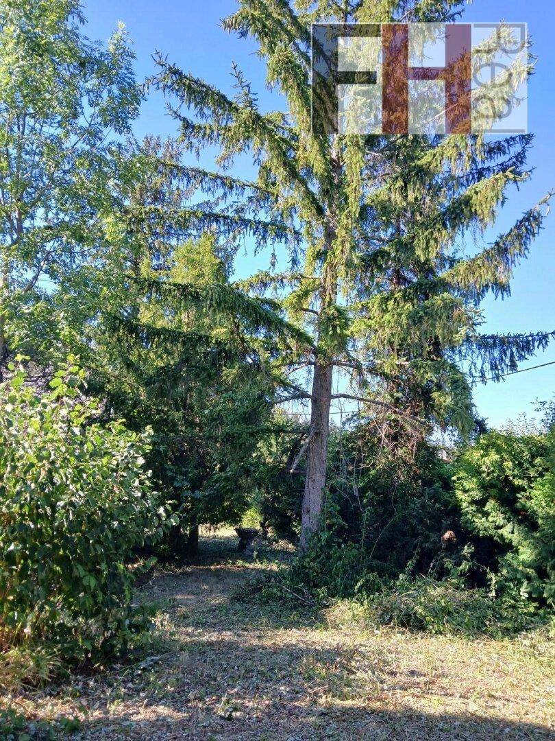 Hohe Bäume und dichte Vegetation prägen diesen naturnahen Gartenbereich bei Sonnenschein.