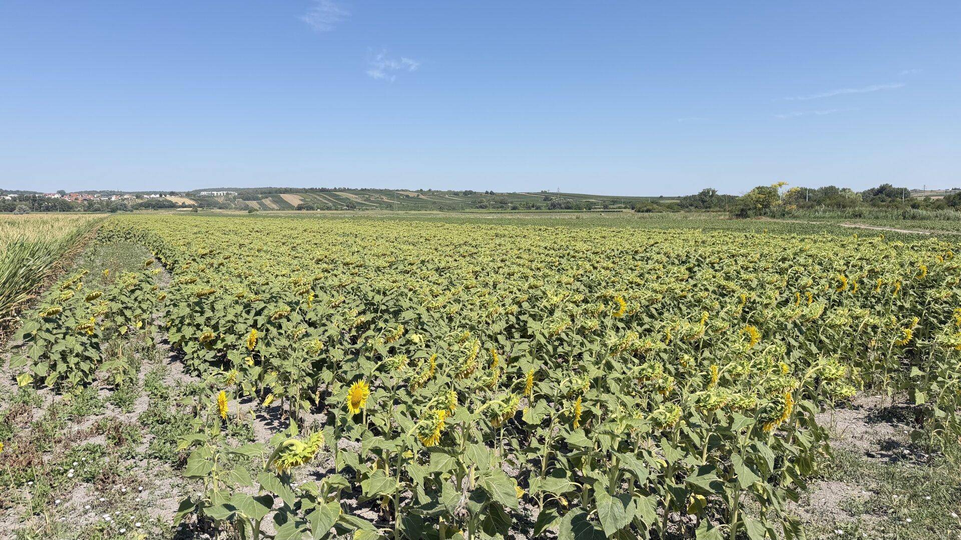 Großes Feld mit jungen Sonnenblumen unter einem weiten, blauen Himmel an einem sonnigen Tag.