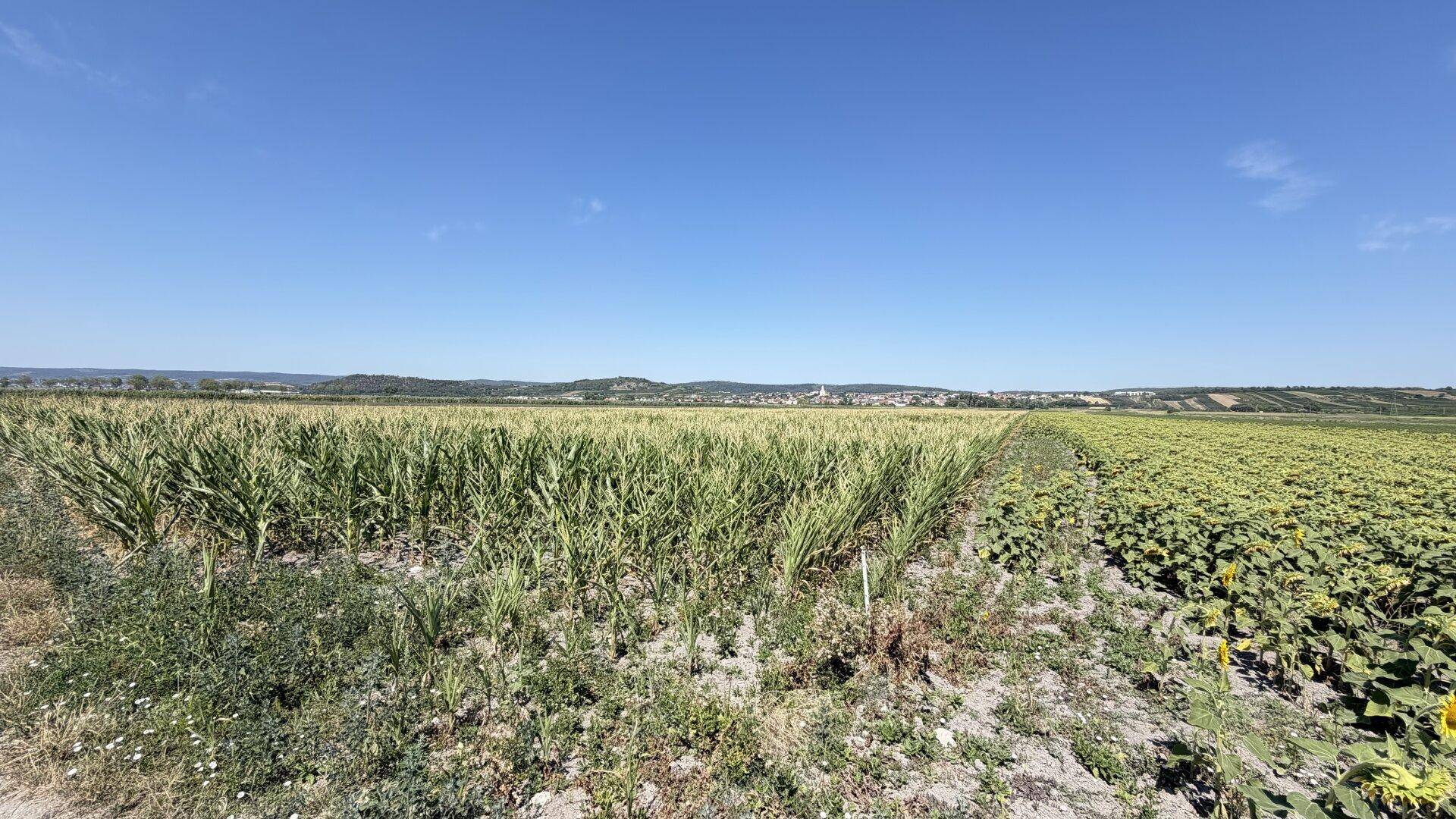 Weitläufige Felder mit Mais und Sonnenblumen, im Hintergrund ist ein kleines Dorf zu sehen.