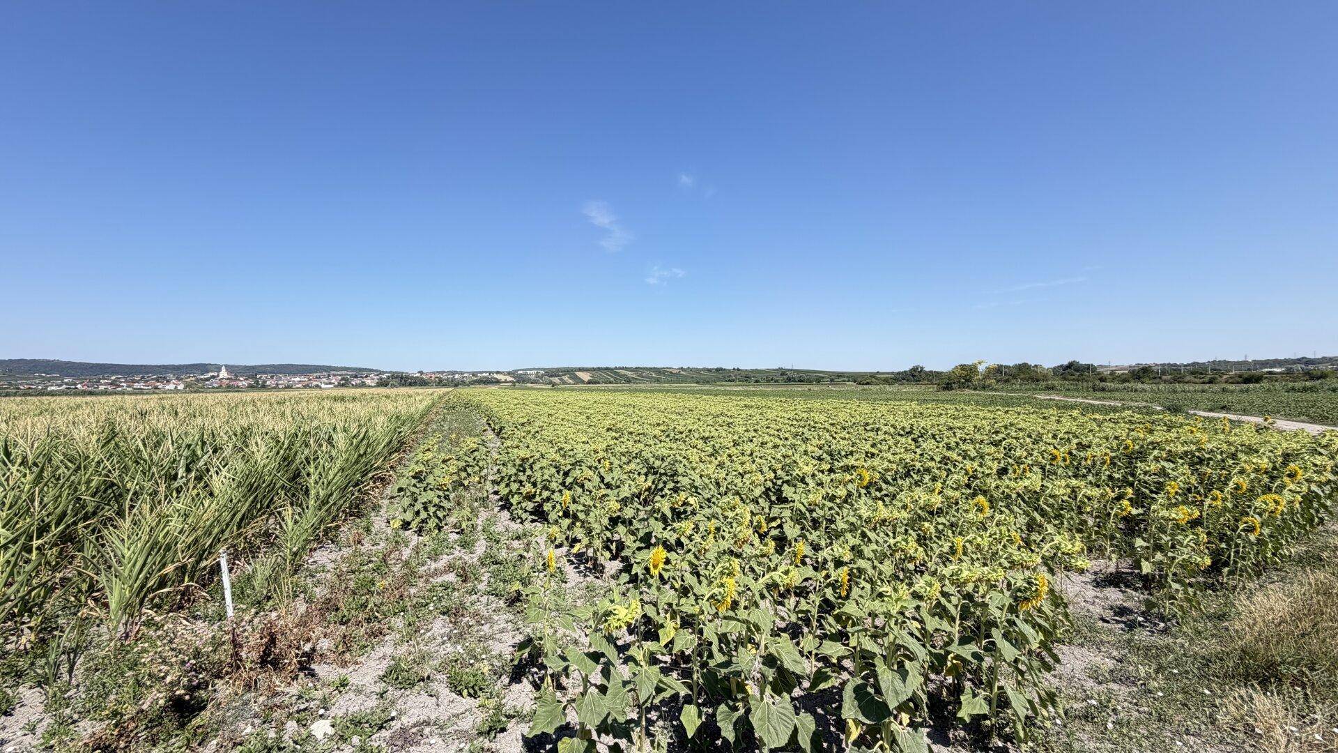Ausgedehnte Felder mit Mais und Sonnenblumen unter einem strahlend blauen Himmel.