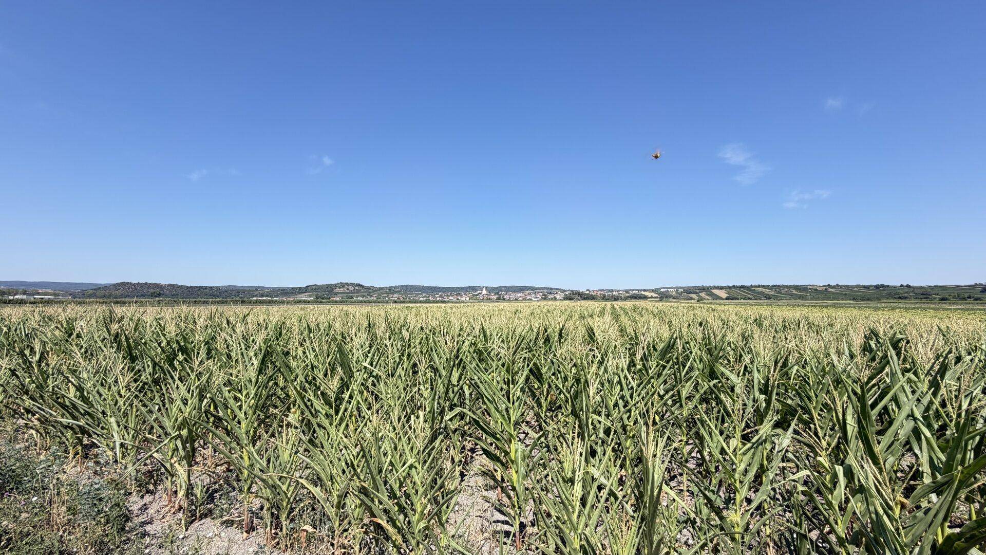 Weites Maisfeld erstreckt sich bis zum Horizont, mit einem Dorf in der Ferne unter blauem Himmel.