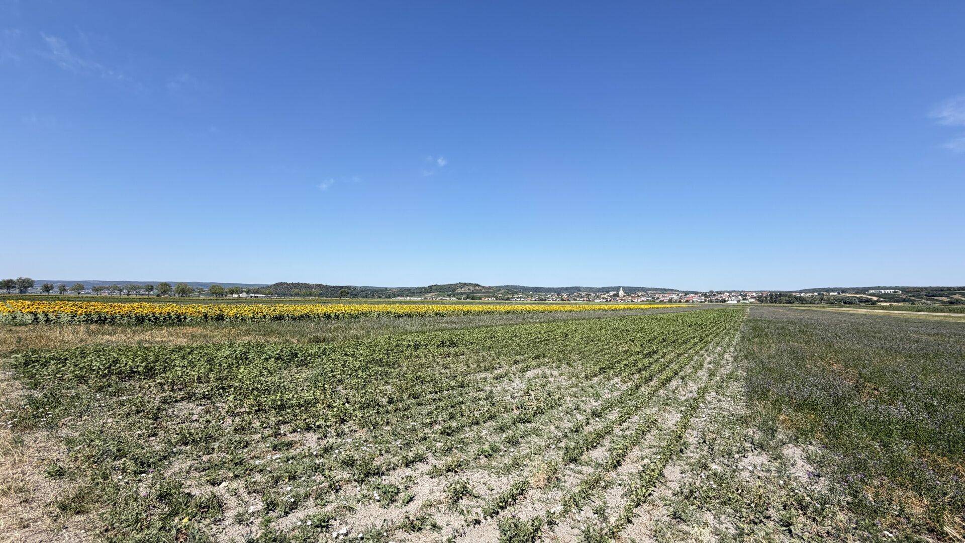 Verschiedene Felder mit jungen Pflanzen und Sonnenblumen, im Hintergrund eine ländliche Siedlung.