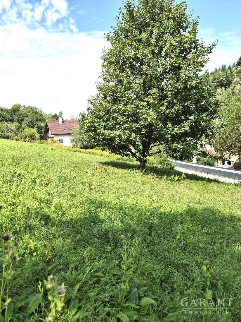 Grüne Wiese mit einem großen Baum und einem Haus im Hintergrund unter hellem Himmel.