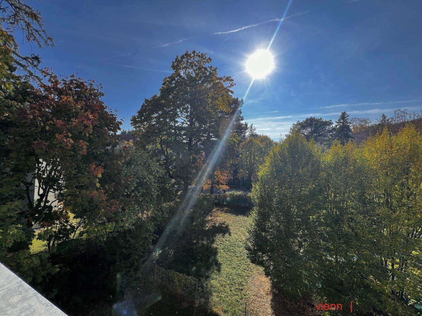 Sonniger Ausblick auf eine grüne Wiese und hohe Bäume unter strahlend blauem Himmel.