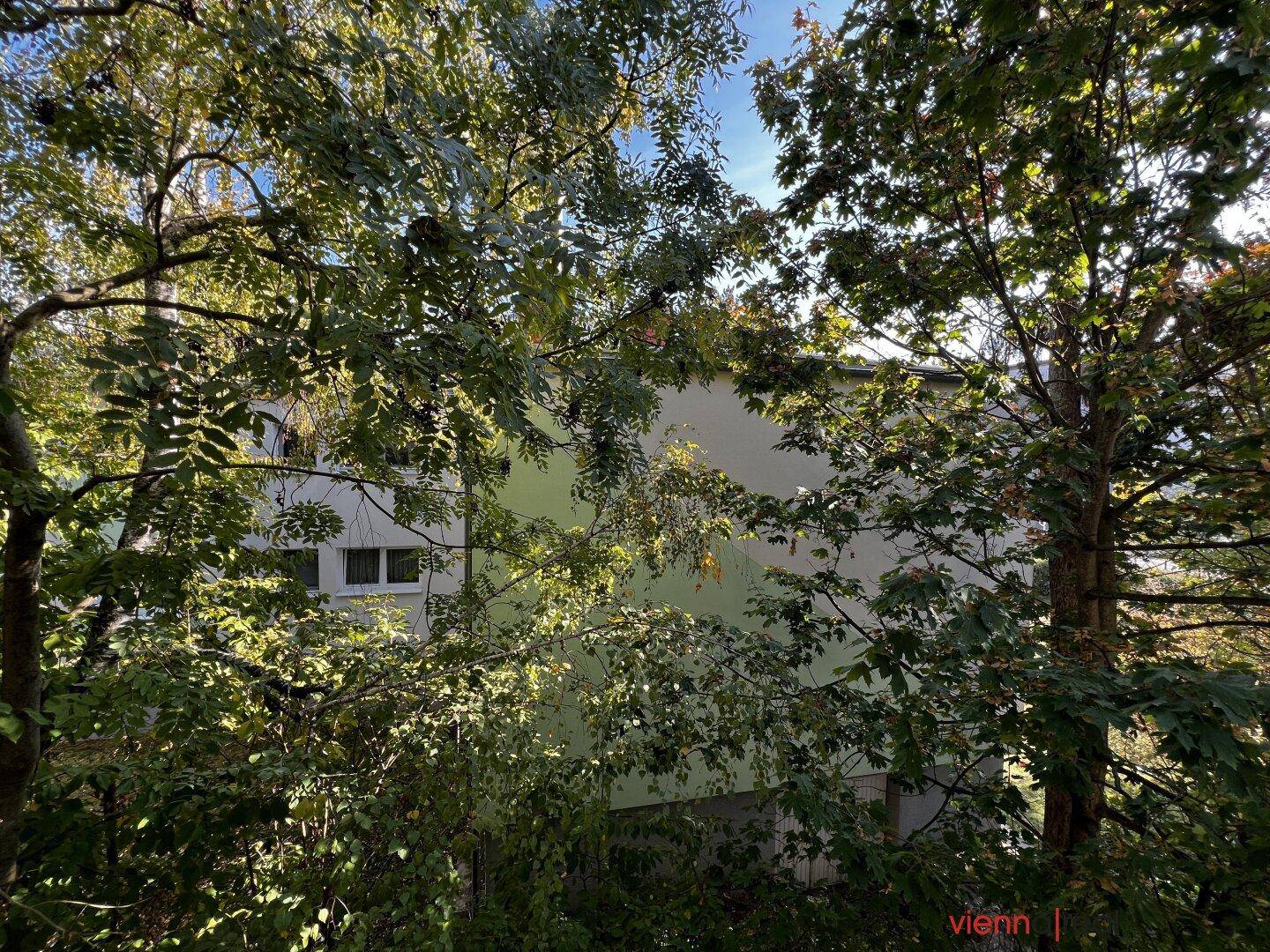 Blick durch dichtes Laub auf ein angrenzendes Gebäude an einem sonnigen Tag.