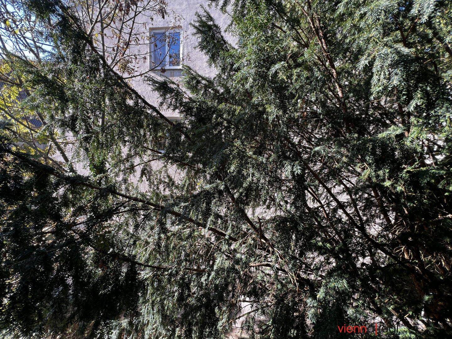 Gebäudefassade, teilweise von dichten Nadelbäumen verdeckt, mit einem sichtbaren Fenster.