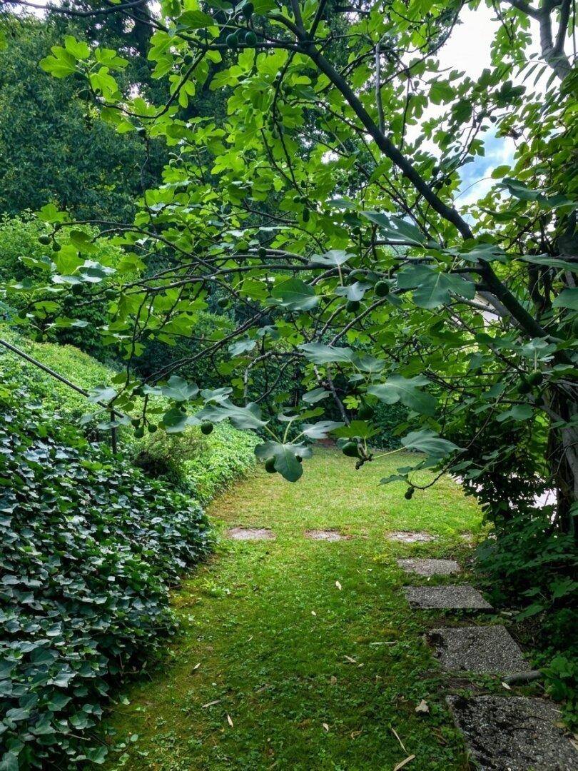 Verwunschener Gartenweg aus Trittsteinen, umgeben von üppigem Grün und einem Feigenbaum.