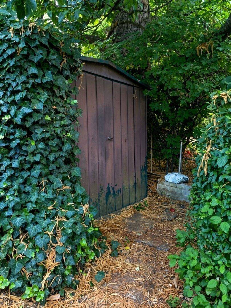 Kleiner Holzschuppen, umgeben von dichtem Efeu und Bäumen im Gartenbereich.