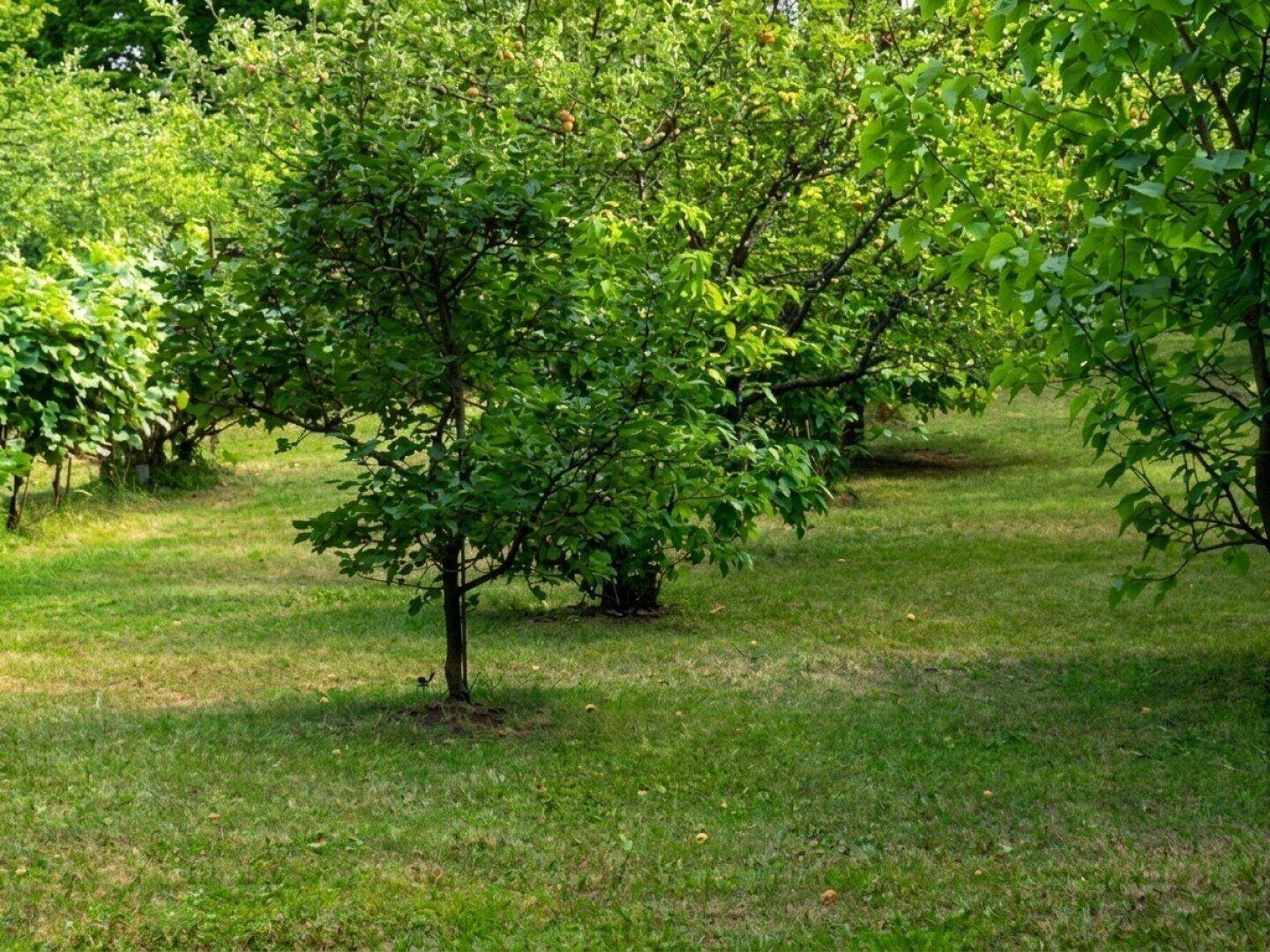 Gartenbereich mit mehreren jungen Obstbäumen, die auf einer gepflegten Rasenfläche wachsen.