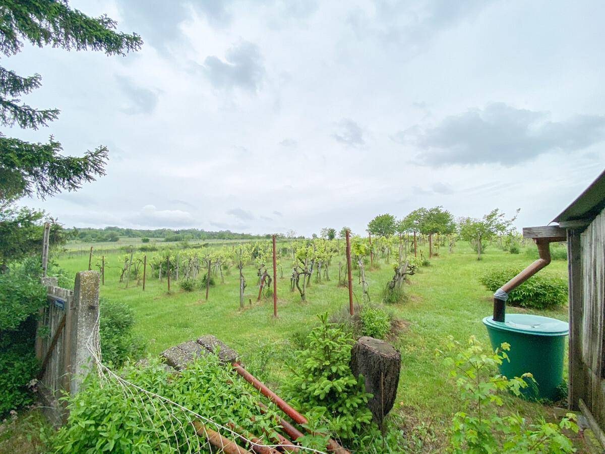 Blick auf einen Weinberg mit jungen Reben und einem grünen Regenfass am Rande des Grundstücks.