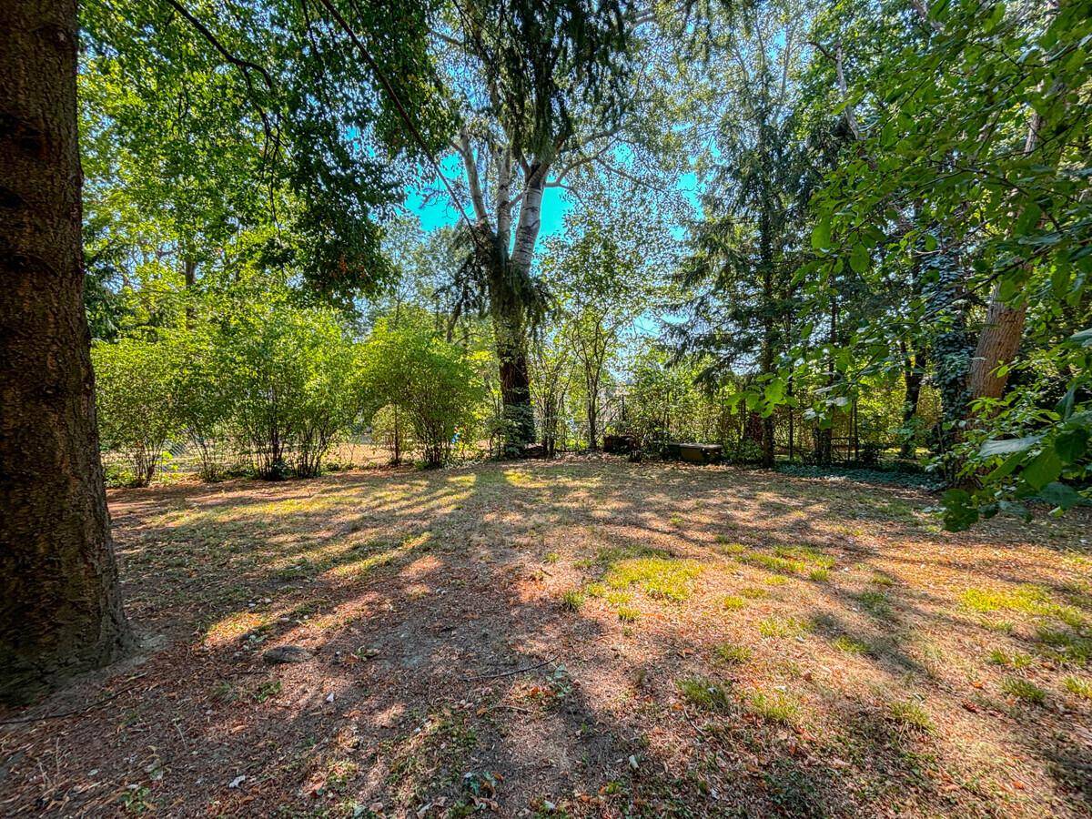 Großer, gepflegter Garten mit altem Baumbestand und sonniger Rasenfläche.