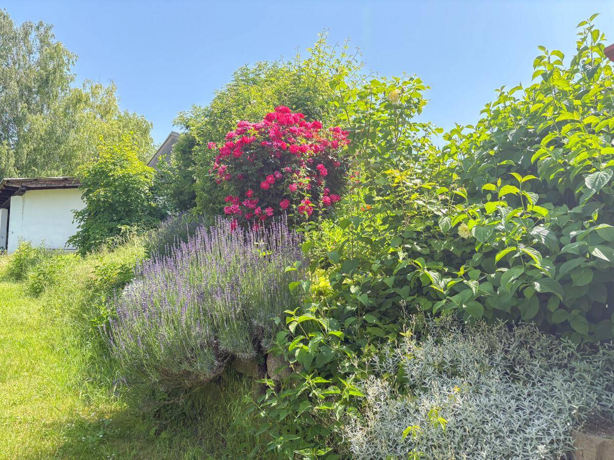 Farbenfroher Garten mit blühendem Lavendel, roten Rosen und vielfältiger Bepflanzung.