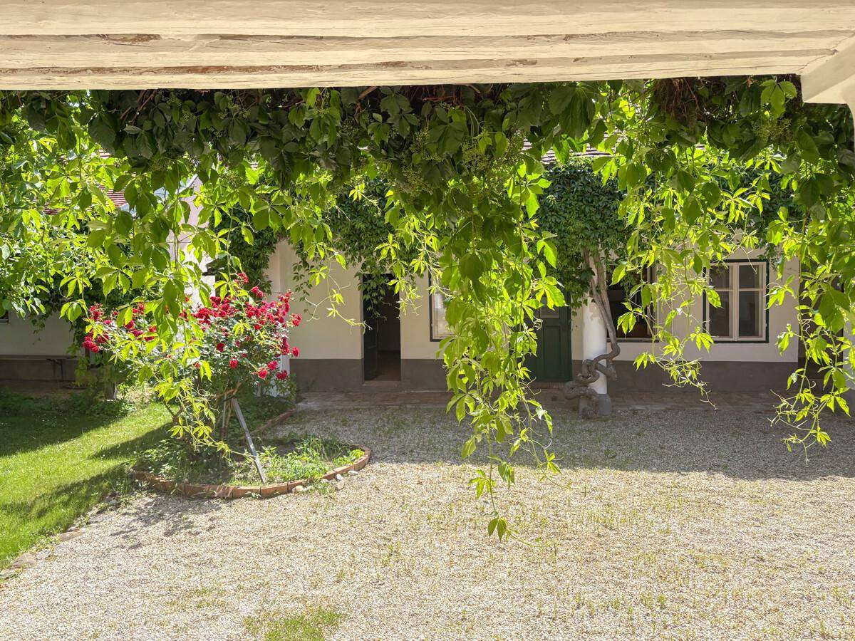 Heller Innenhof mit Kiesfläche, grünen Rankpflanzen und einem blühenden Rosenstrauch.