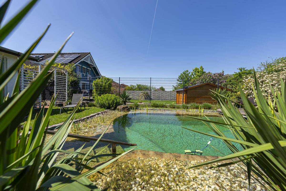 Detailansicht des Schwimmteichs im Garten, umgeben von Pflanzen und einem Gartenhaus im Hintergrund.