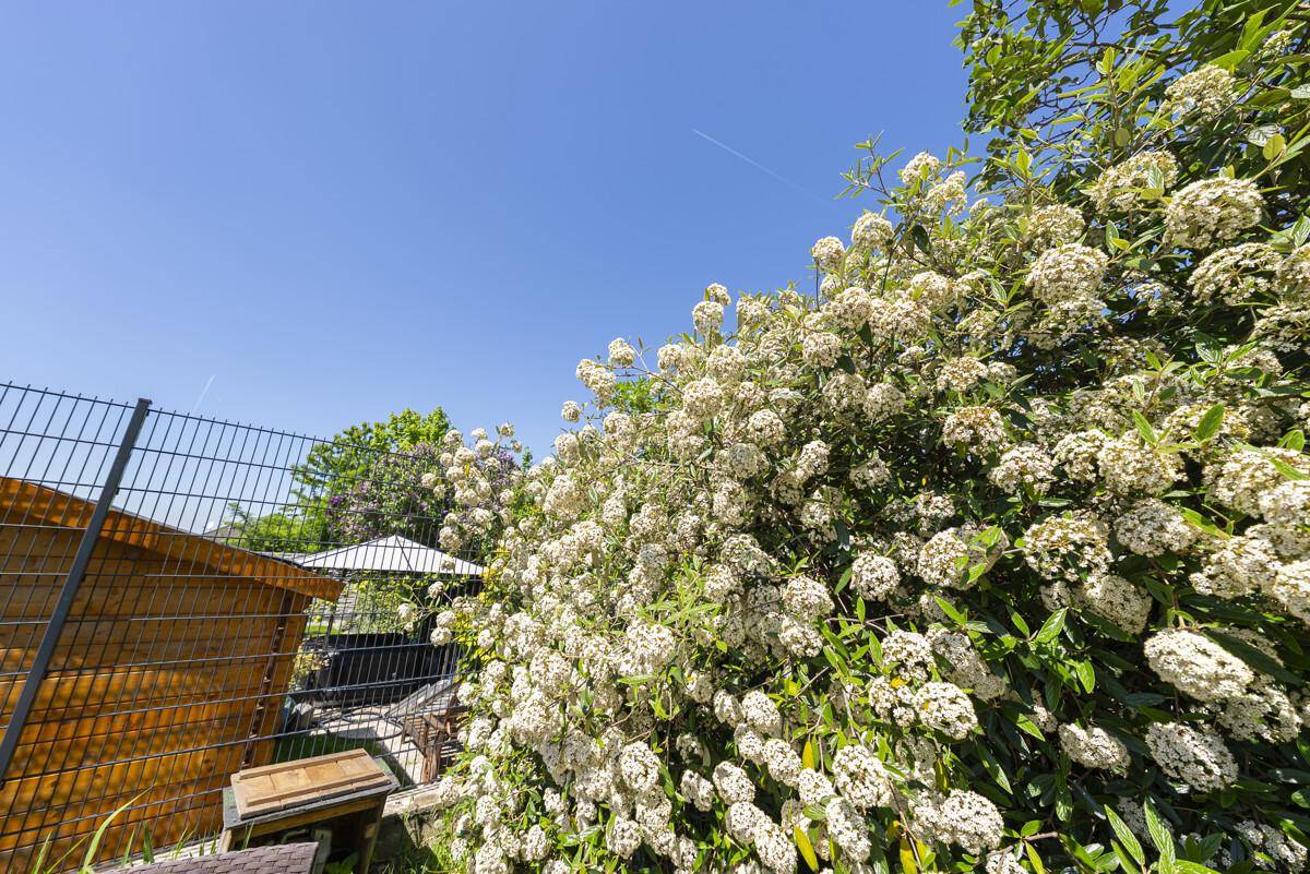 Nahaufnahme eines blühenden Strauches im Garten, mit einem Gartenhaus und Zaun im Hintergrund.
