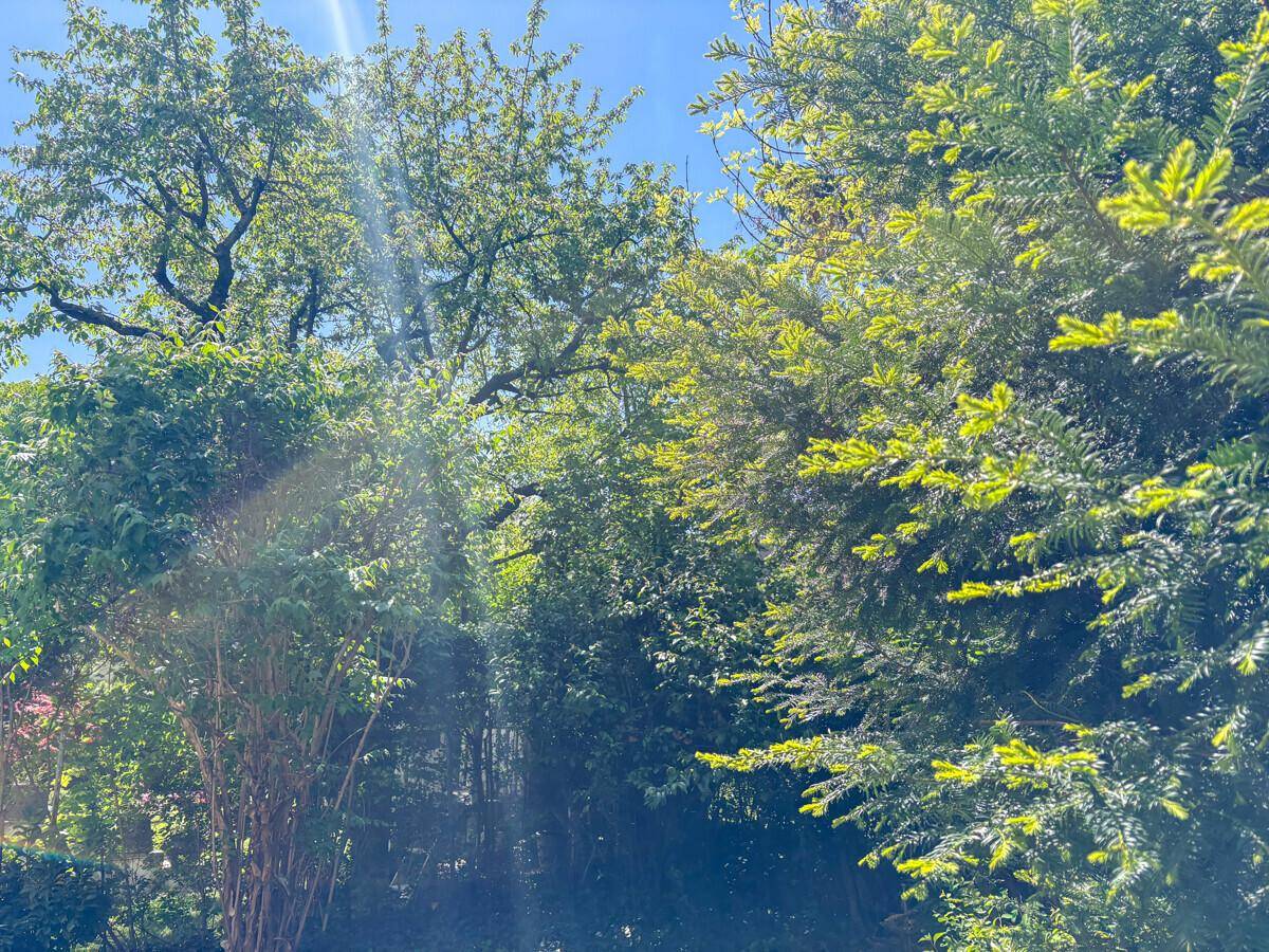 Üppiges Grün von Bäumen und Sträuchern in einem sonnigen Gartenbereich mit viel natürlichem Licht.