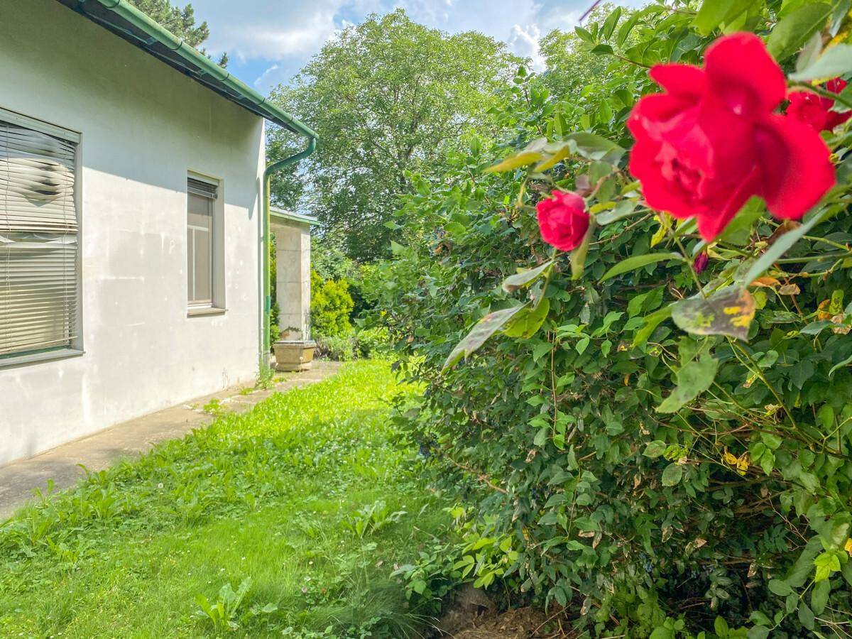 Rote Rosen im Vordergrund mit der Hausseite und einem verwilderten Gartenbereich im Hintergrund.