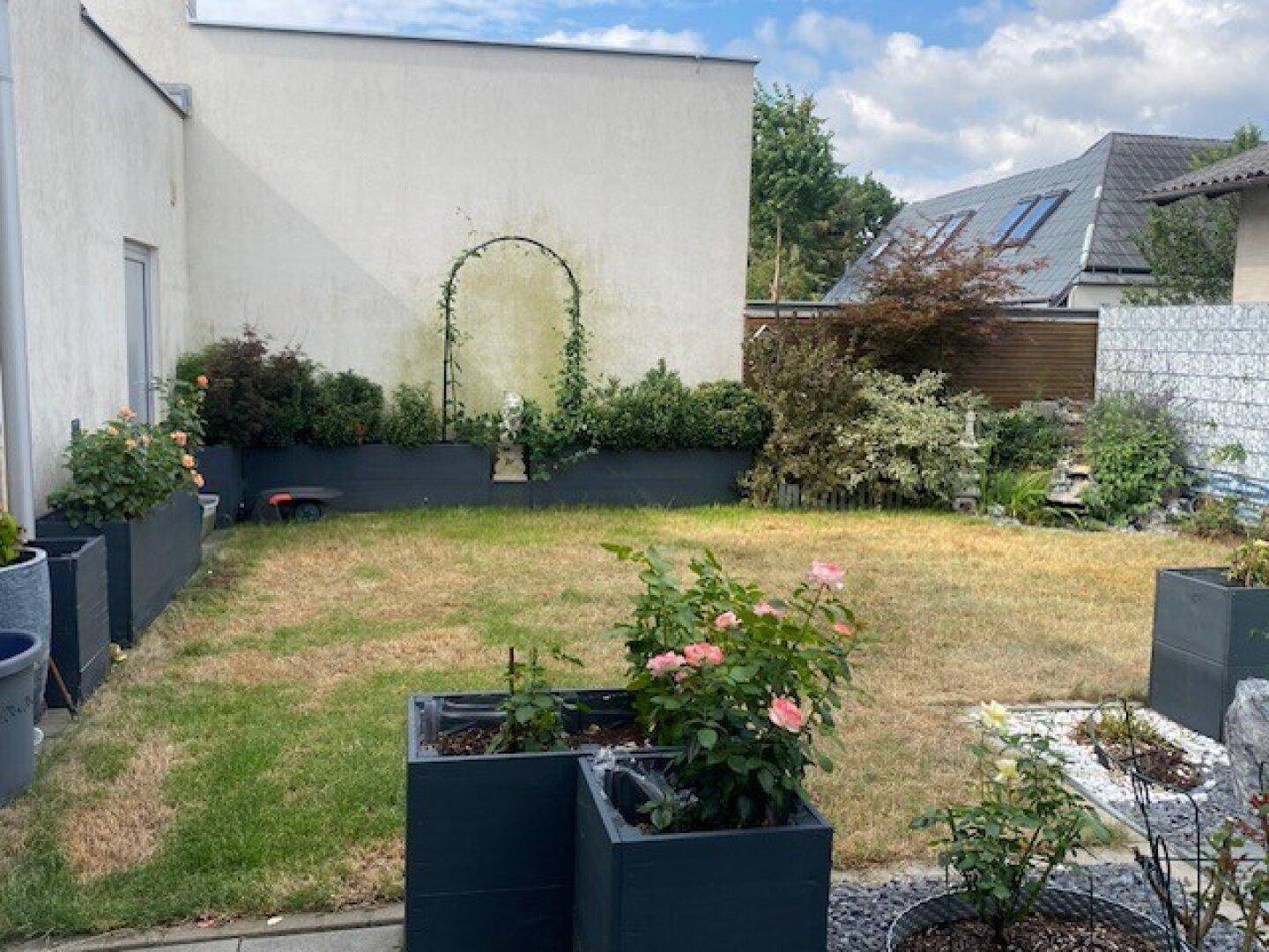 Gartenbereich mit Rasenfläche, Pflanzkübeln und blühenden Rosensträuchern neben einer Gabionenwand.