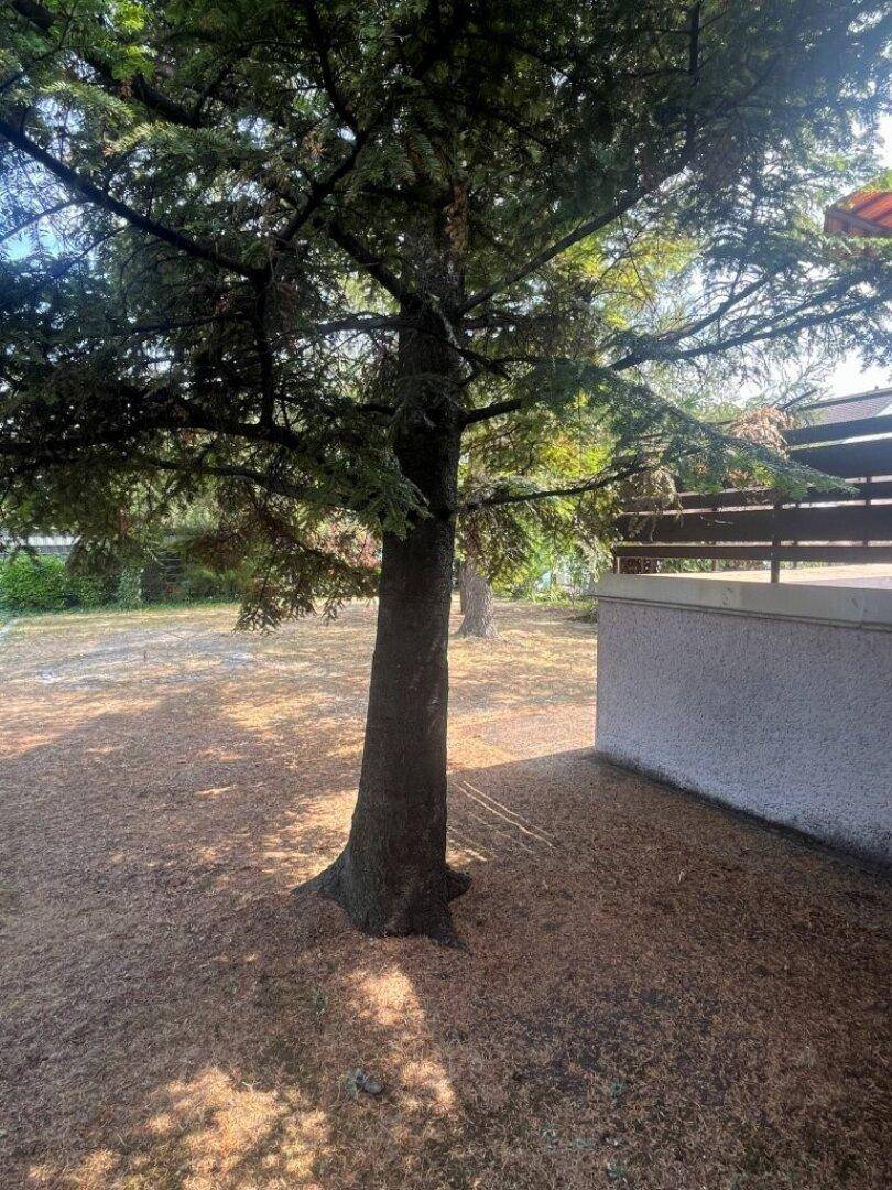 Alter, großer Baum im Garten mit trockenem Gras, spendet Schatten und bietet natürliche Schönheit.