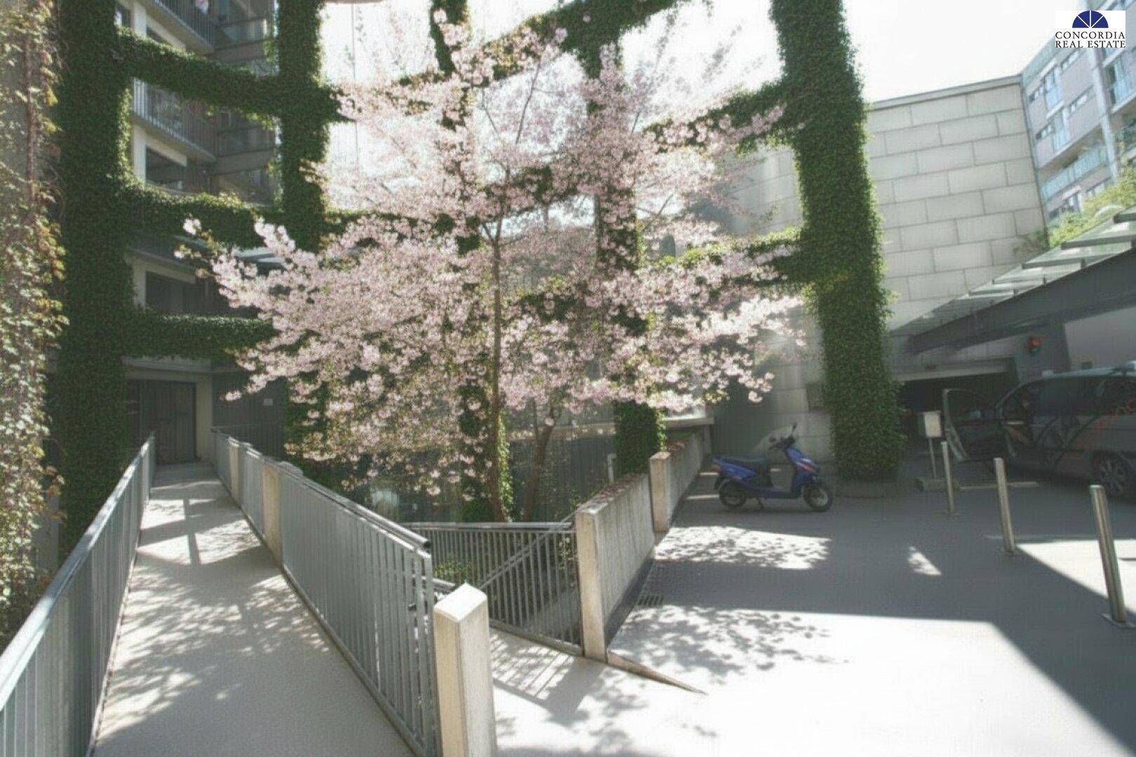 Eingangsbereich eines Gebäudes mit einer Rampe, umgeben von Efeu und einem blühenden Kirschbaum.