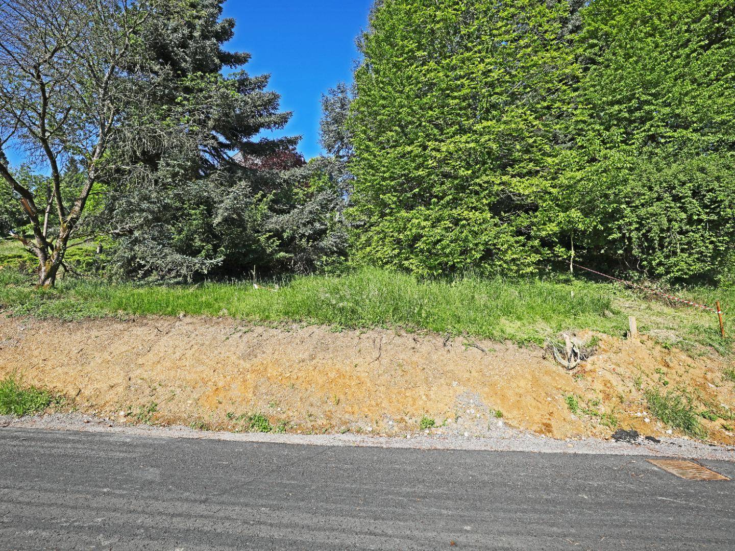 Unbebautes Hanggrundstück mit üppigem Grün und altem Baumbestand neben einer neuen Straße.