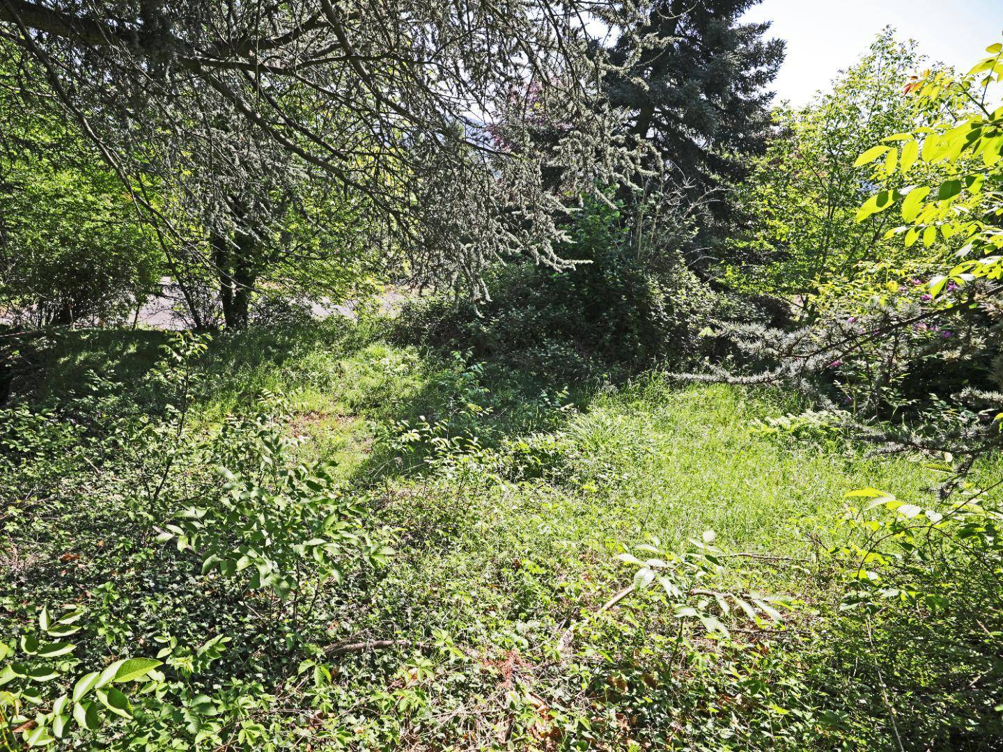 Naturbelassenes Grundstück mit üppigem Grün und altem Baumbestand unter hellem Sonnenlicht.