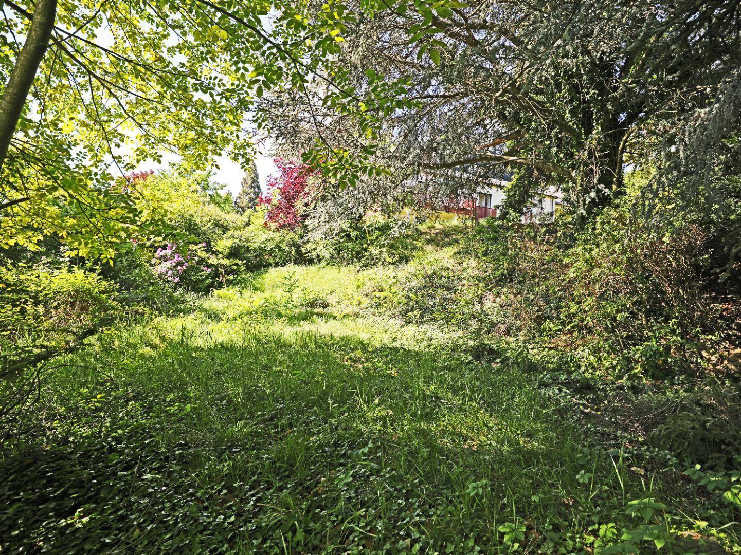 Weitläufiges, naturbelassenes Grundstück mit hohem Gras und verschiedenen Bäumen im Sonnenlicht.