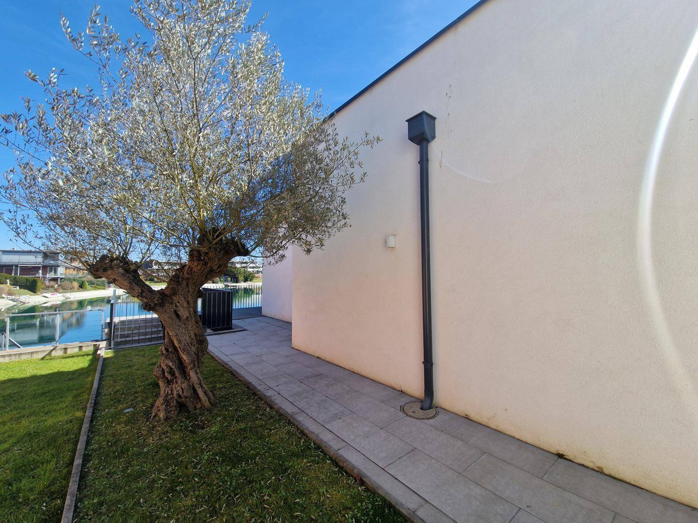 Außenbereich mit einem alten Olivenbaum, Rasenfläche und gepflastertem Weg am Gebäude.