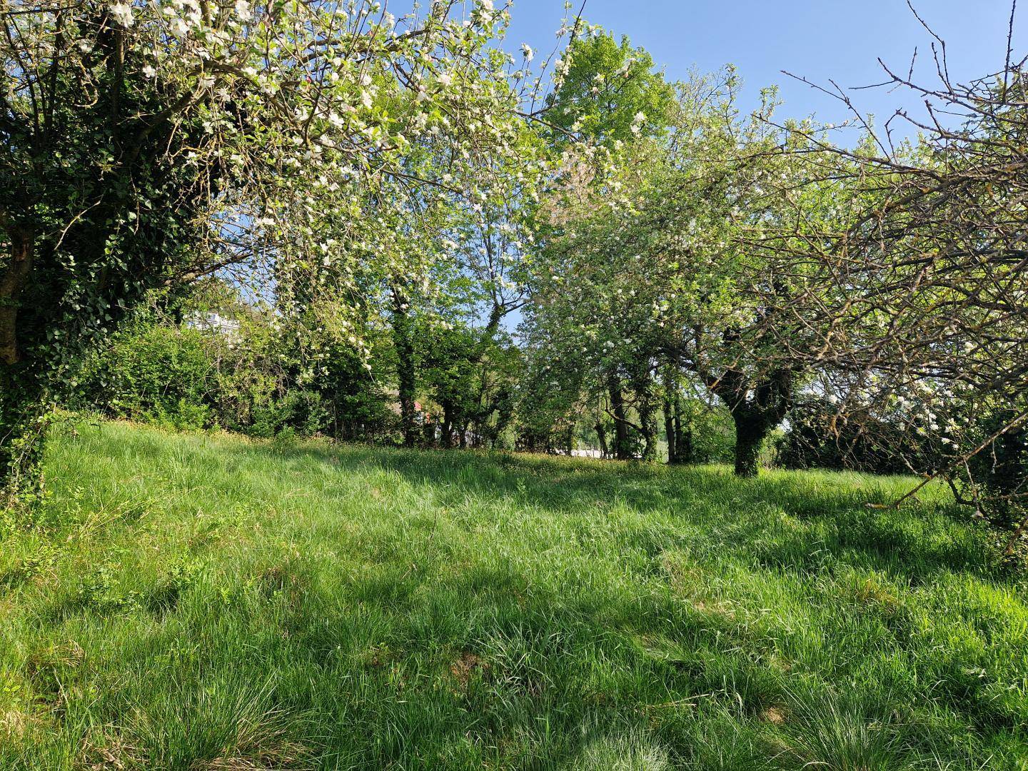 Sonniger Gartenbereich mit blühenden Obstbäumen und üppigem Grün.
