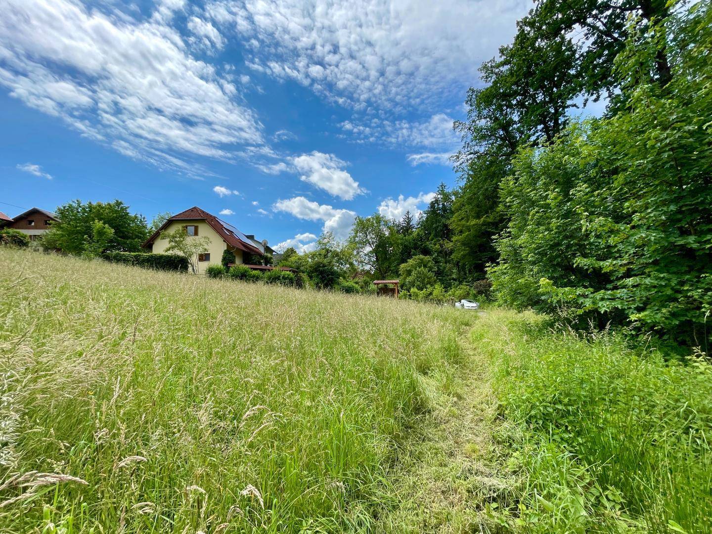 Grünes Feld mit hohem Gras, umgeben von Bäumen und einem Wohnhaus in der Ferne.