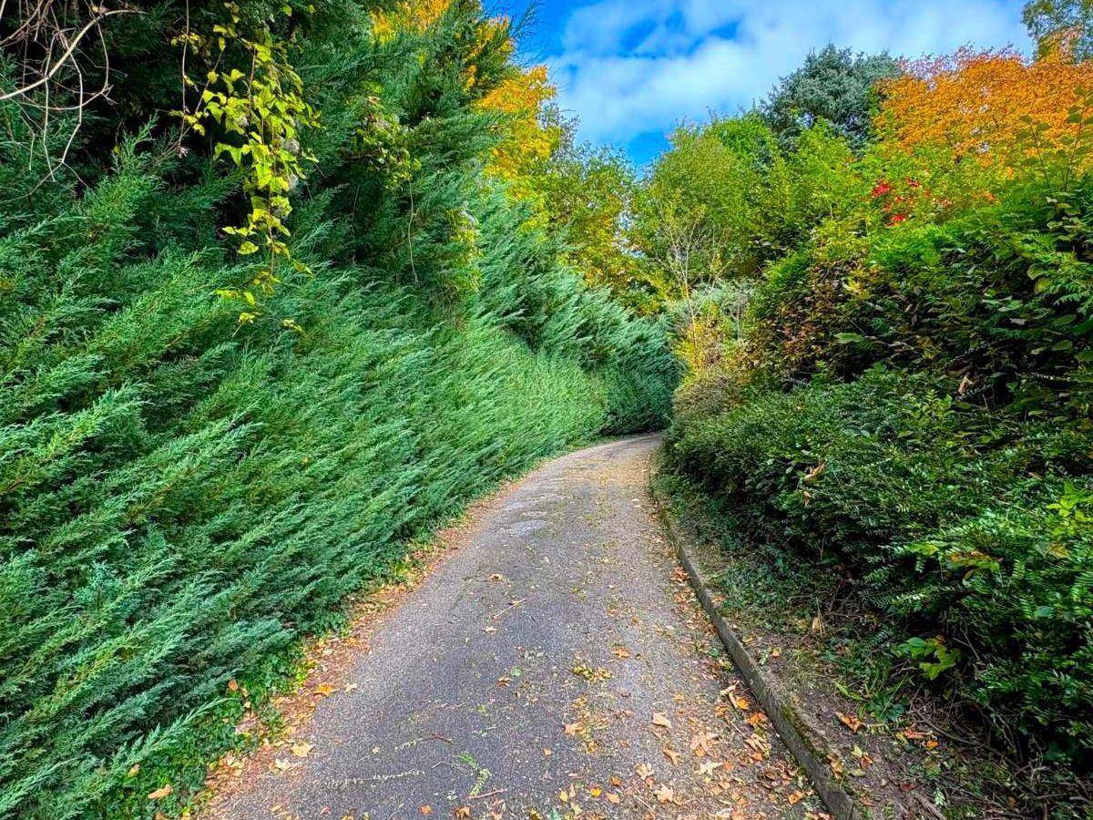 Geschwungener Weg durch dichte Hecken und Bäume in einer grünen Umgebung.