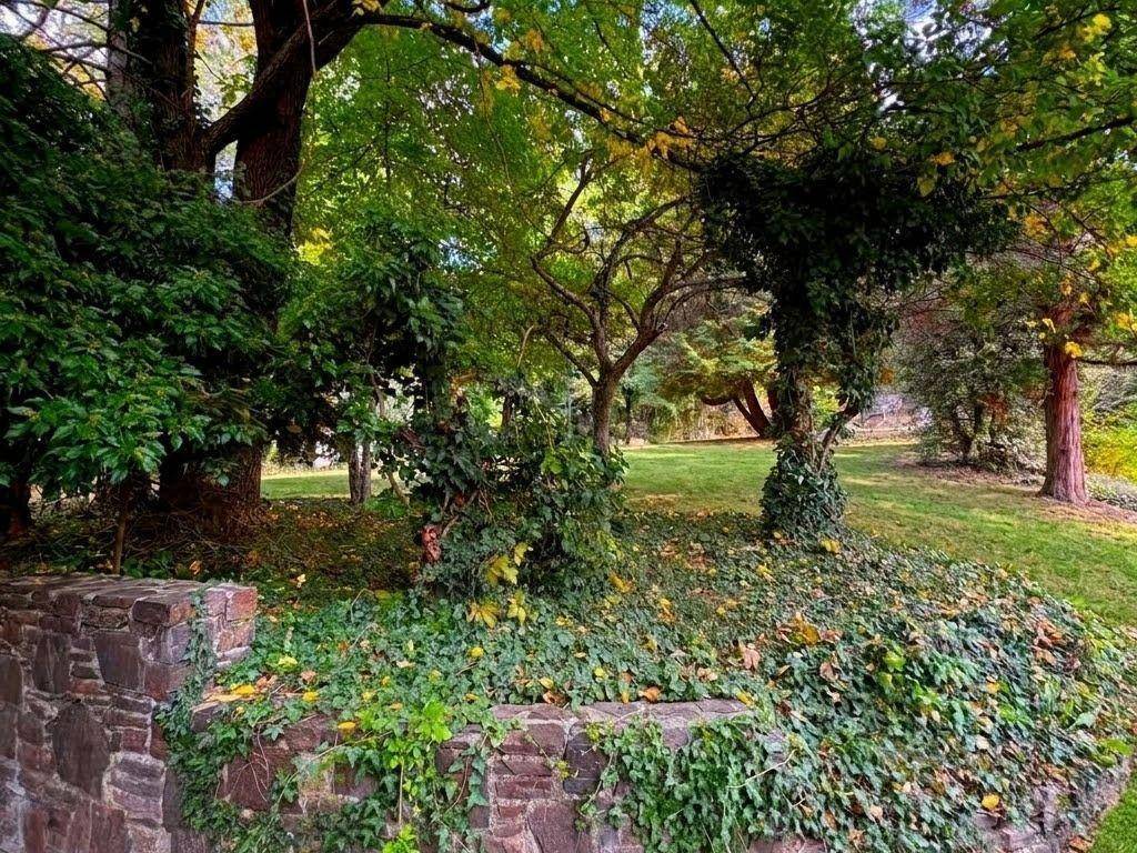 Naturbelassener Gartenbereich mit alten Bäumen und einer Steinmauer.