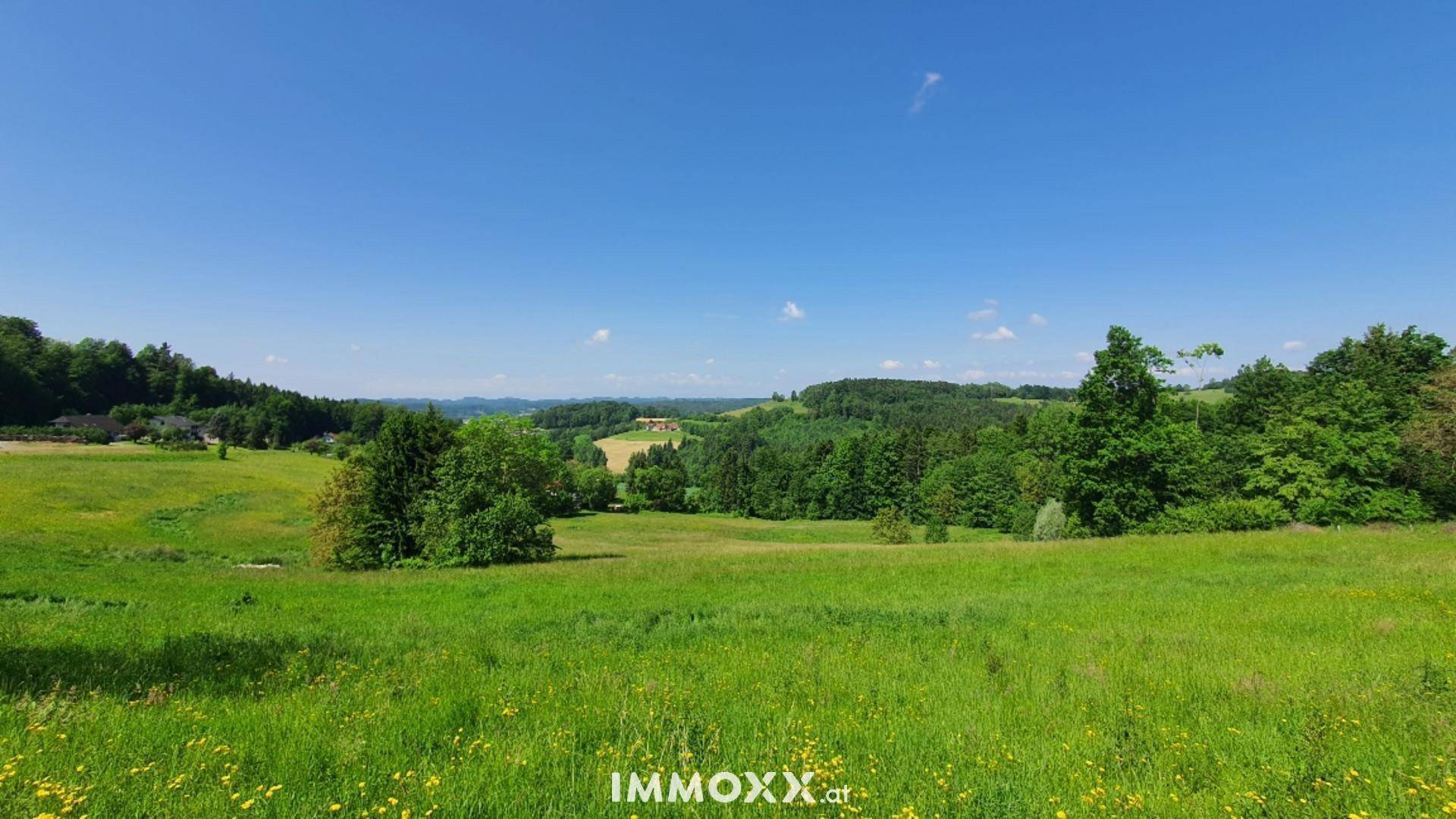 Sonnige Wiesenlandschaft mit blühenden Blumen und bewaldeten Hügeln im Hintergrund.